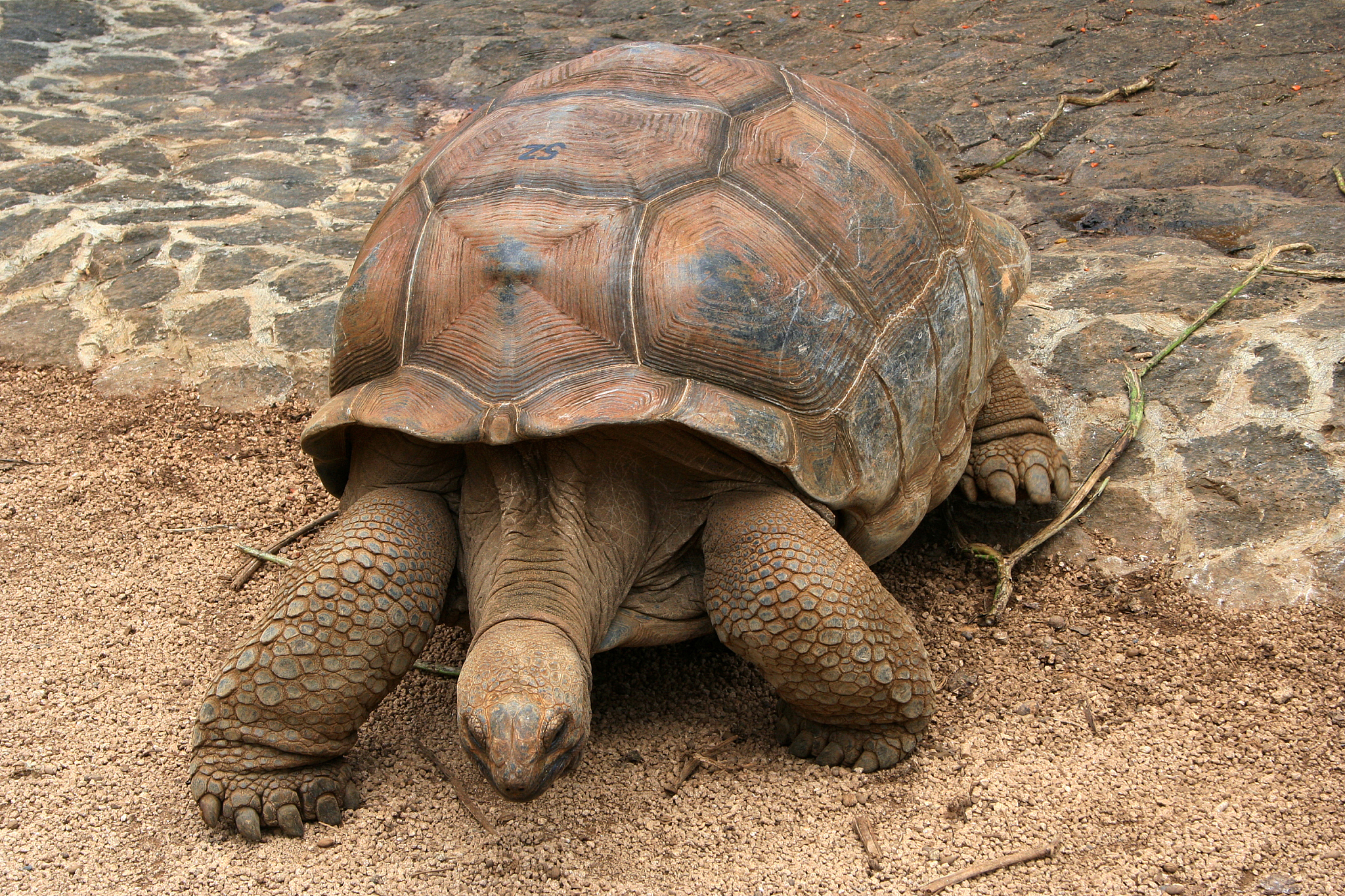 turtle