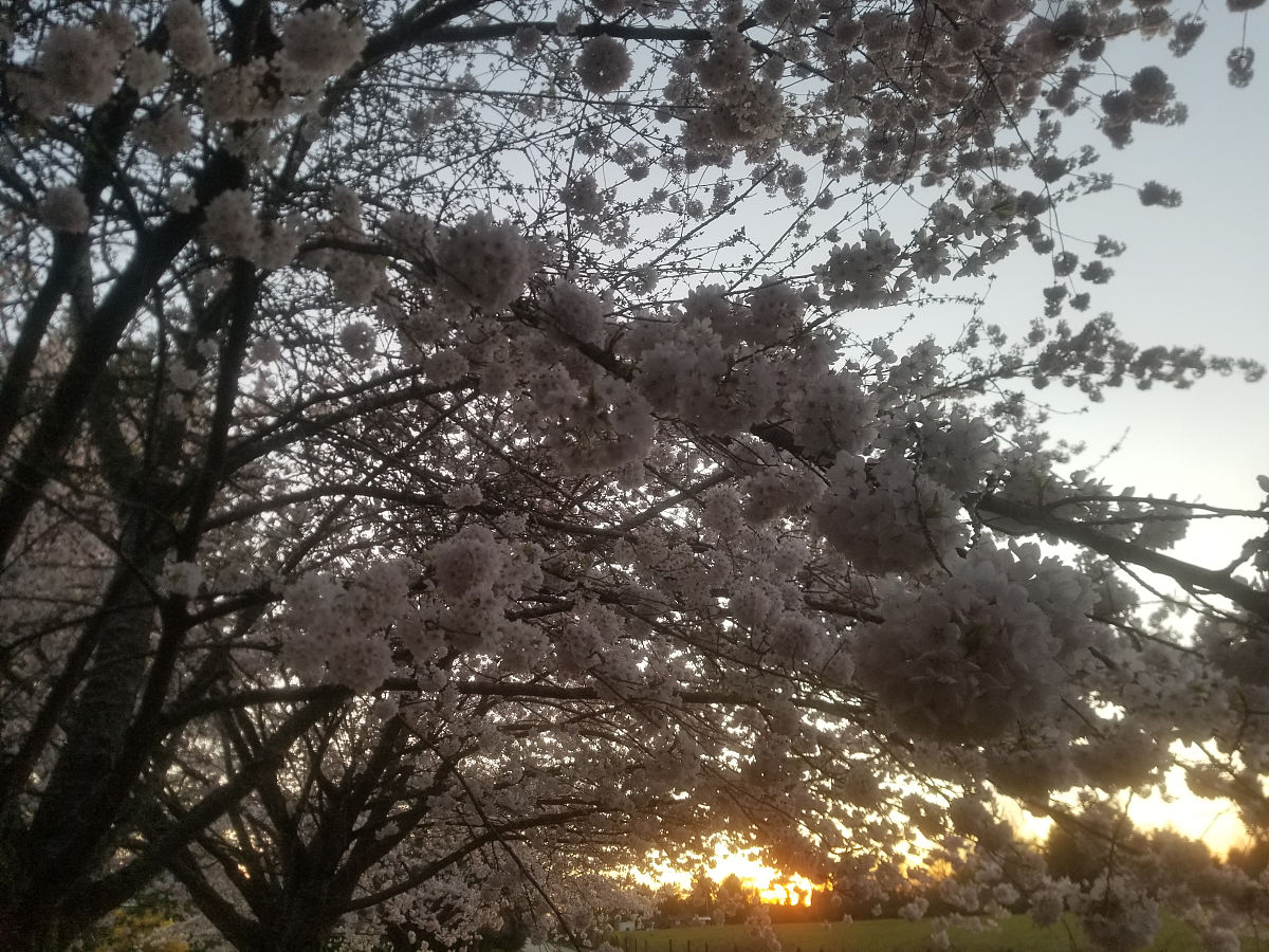 樱花世界模拟器更新日志：新增樱花种植、节日活动、地图和社交功能！