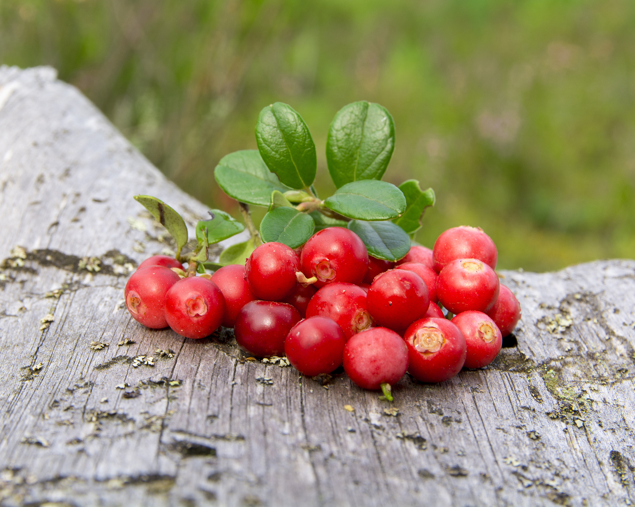 cranberrie