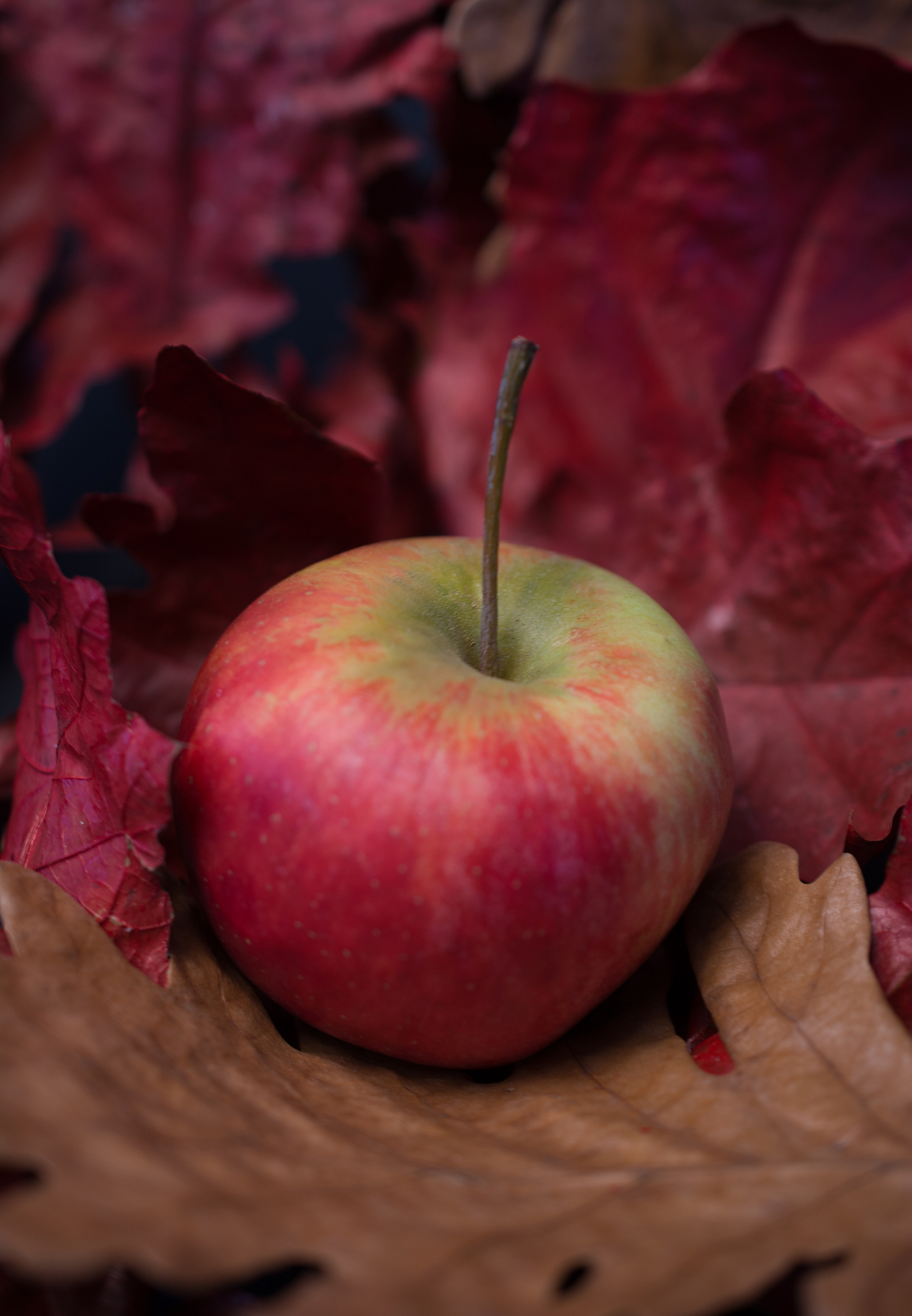 autumn fruit apple