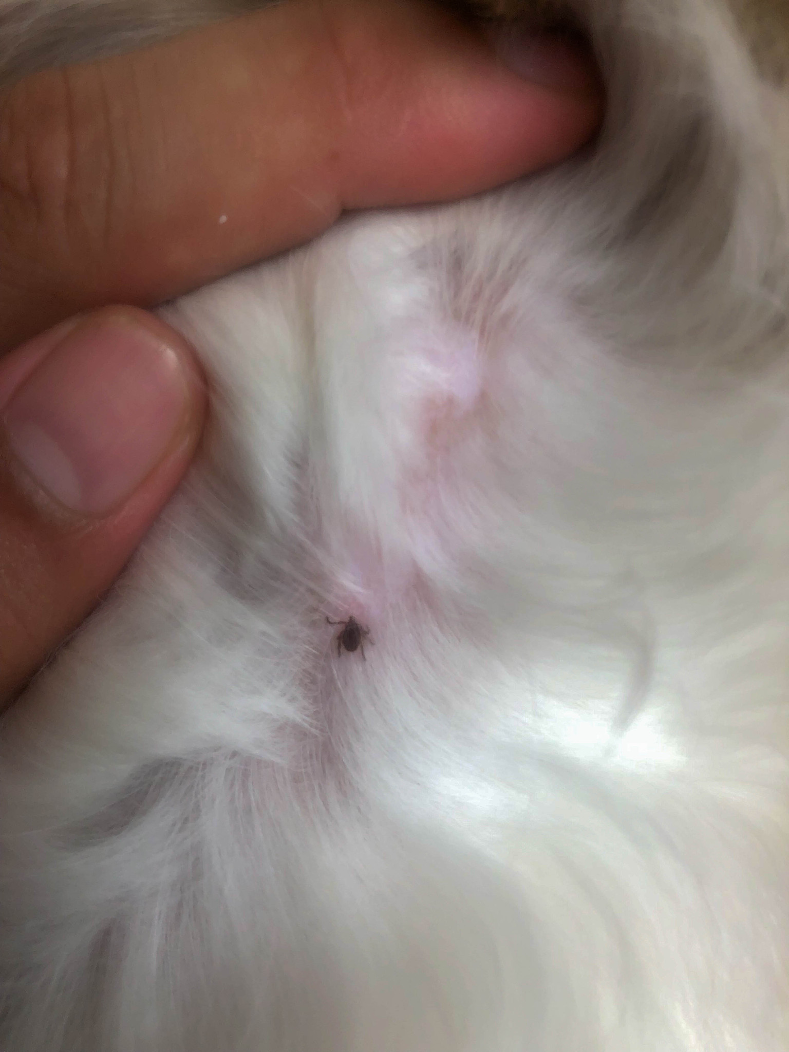 猫咪自发性膀胱炎怎么治疗猫咪自发性膀胱炎的治疗需要根据病情的严重程度和病因进行综合治疗以下是一些常见的治疗方法：1 给予抗生素治疗：如果病因是细菌感染引起的需要给猫咪口服或注射抗生素来杀灭细菌。2 给予止痛药：猫咪膀胱炎会引起尿意频繁、排尿困难等症状可以给猫咪口服止痛药来缓解疼痛。3 给予抗炎药：猫咪膀胱炎会引起膀胱黏膜的炎症可以给猫咪口服抗炎药来缓解炎症。4 饮食调整：猫咪膀胱炎的发生与饮食有关