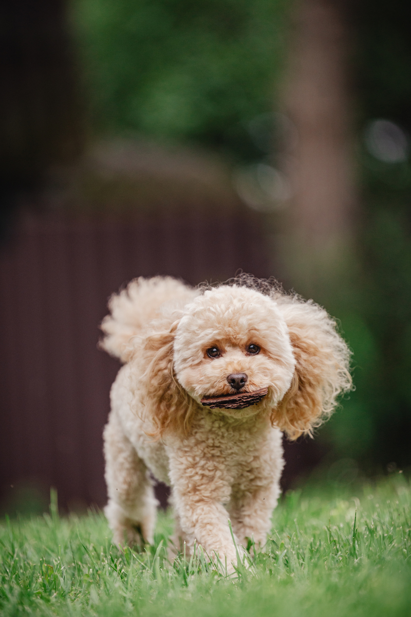 泰迪犬的魅力：为什么如此受欢迎？