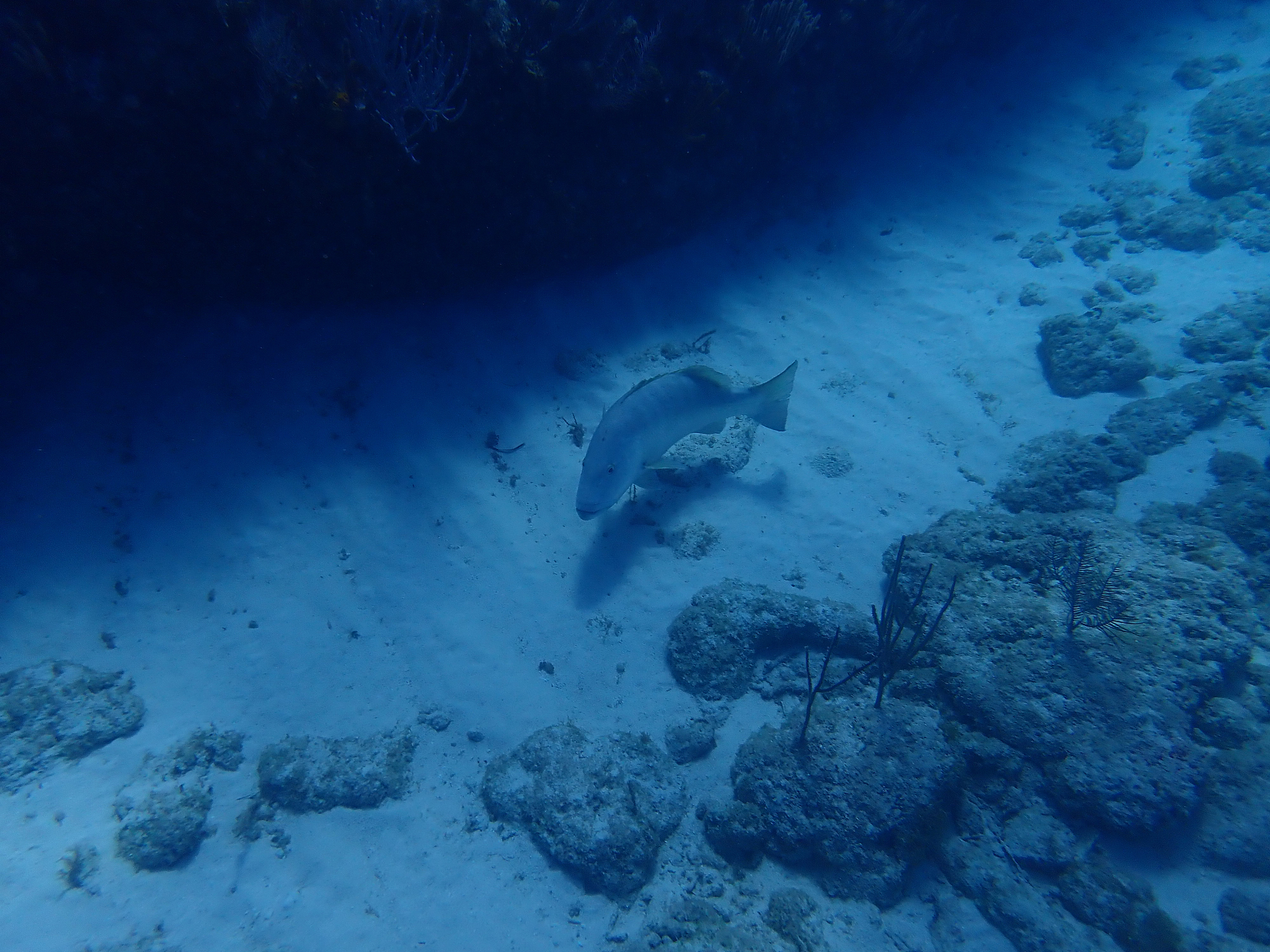 cubera snapper fish