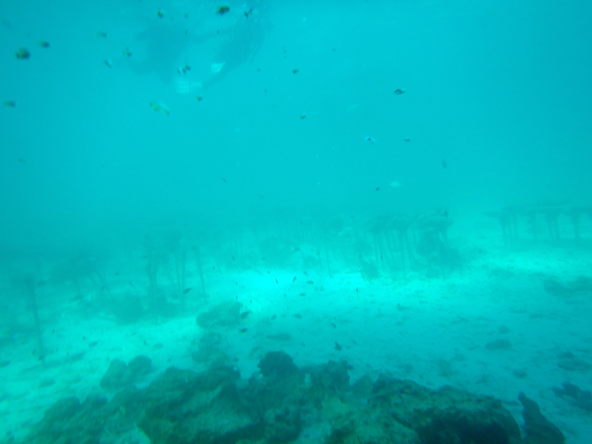 scuba diving in okinawa