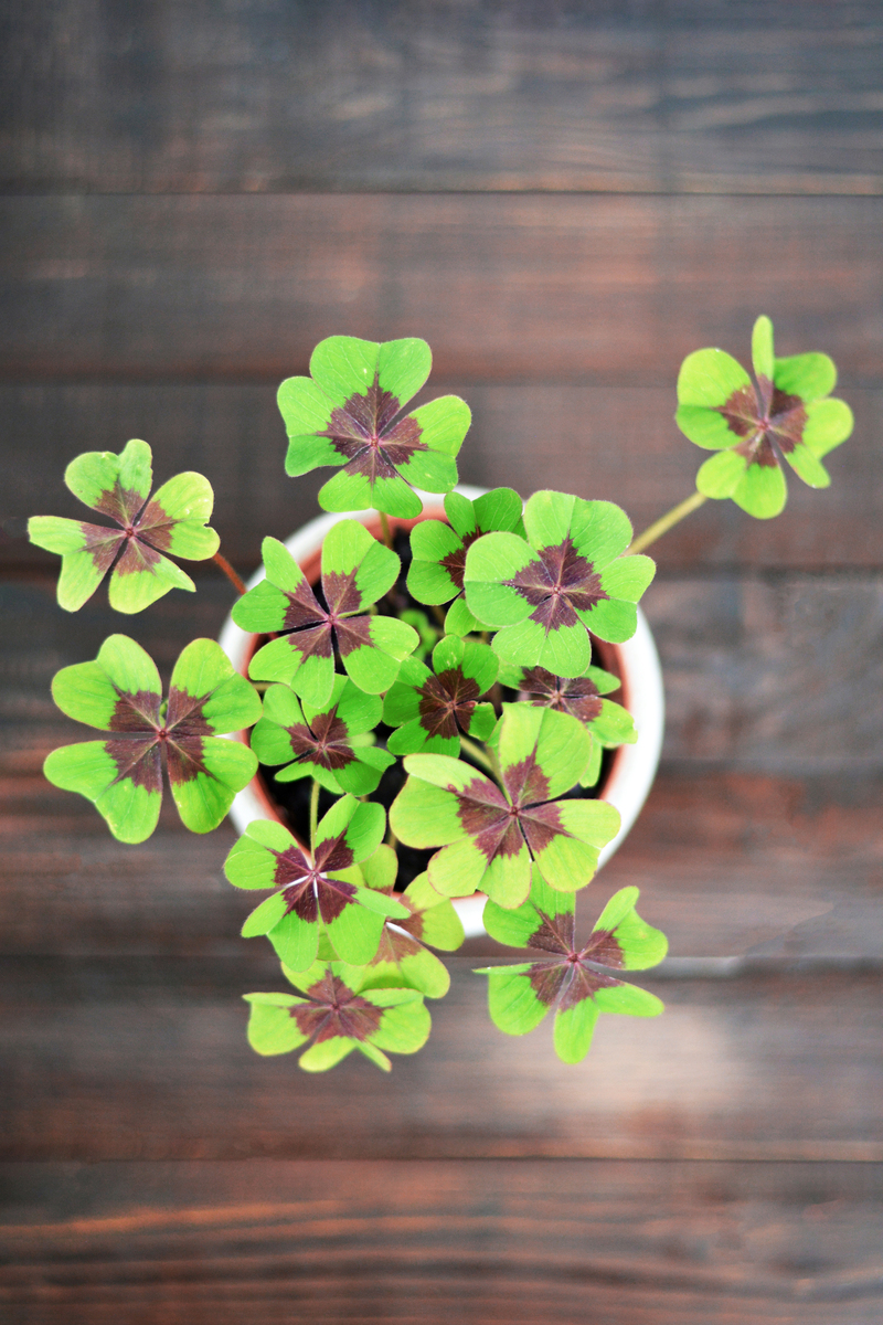 铜钱草花语：财富、繁荣和幸运 - 寓意解析
