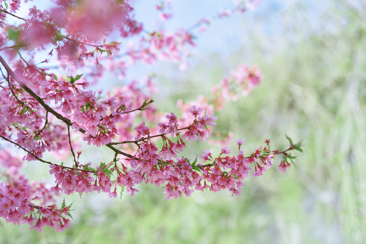 用唯美意境形容树枝上粉红色花盛开的摄影图片