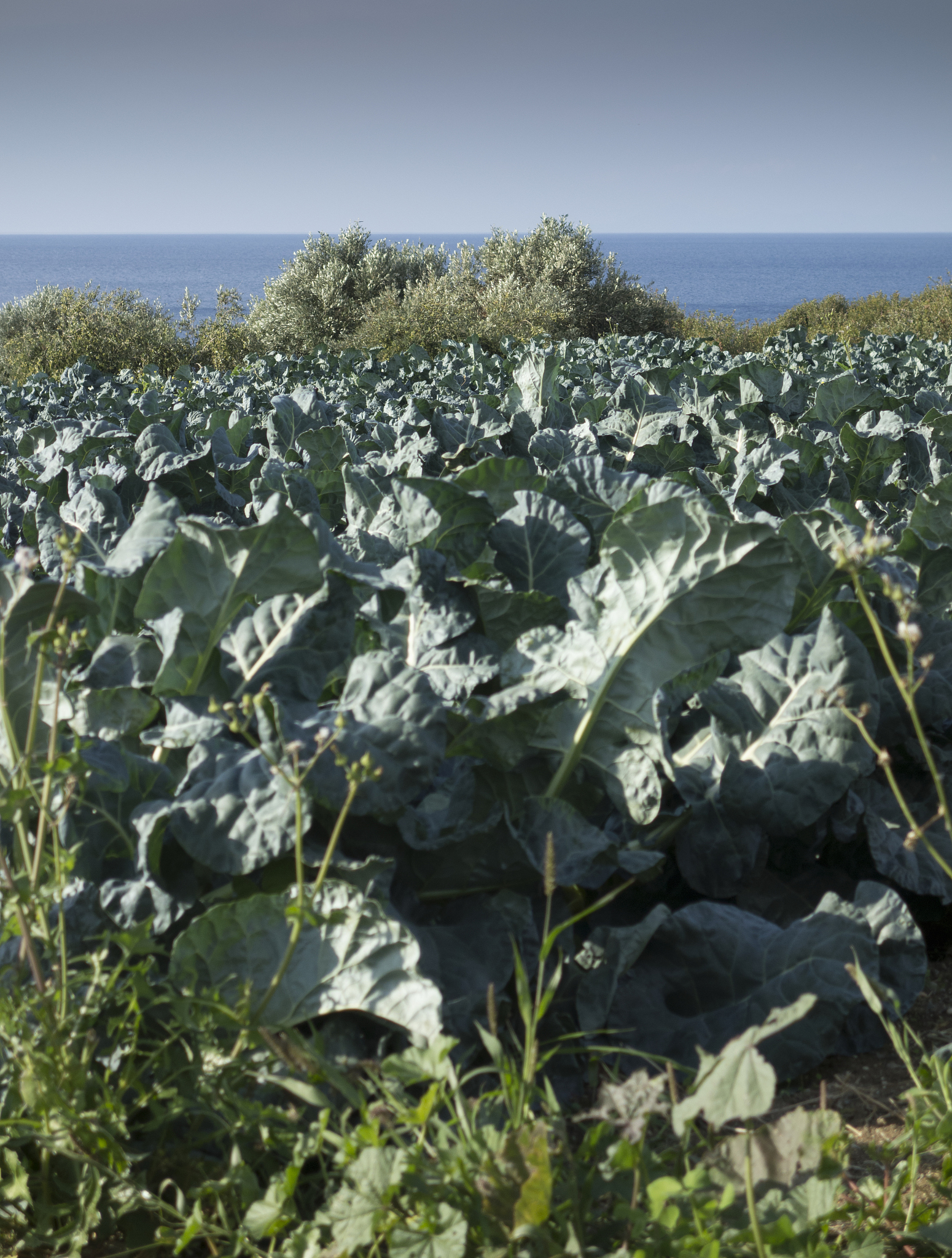 翻译这句话作为文章标题 Our study raises concerns for European crop yield stability in a warmer climate and highlights the need for risk diversification strategies in agricultural adaptation