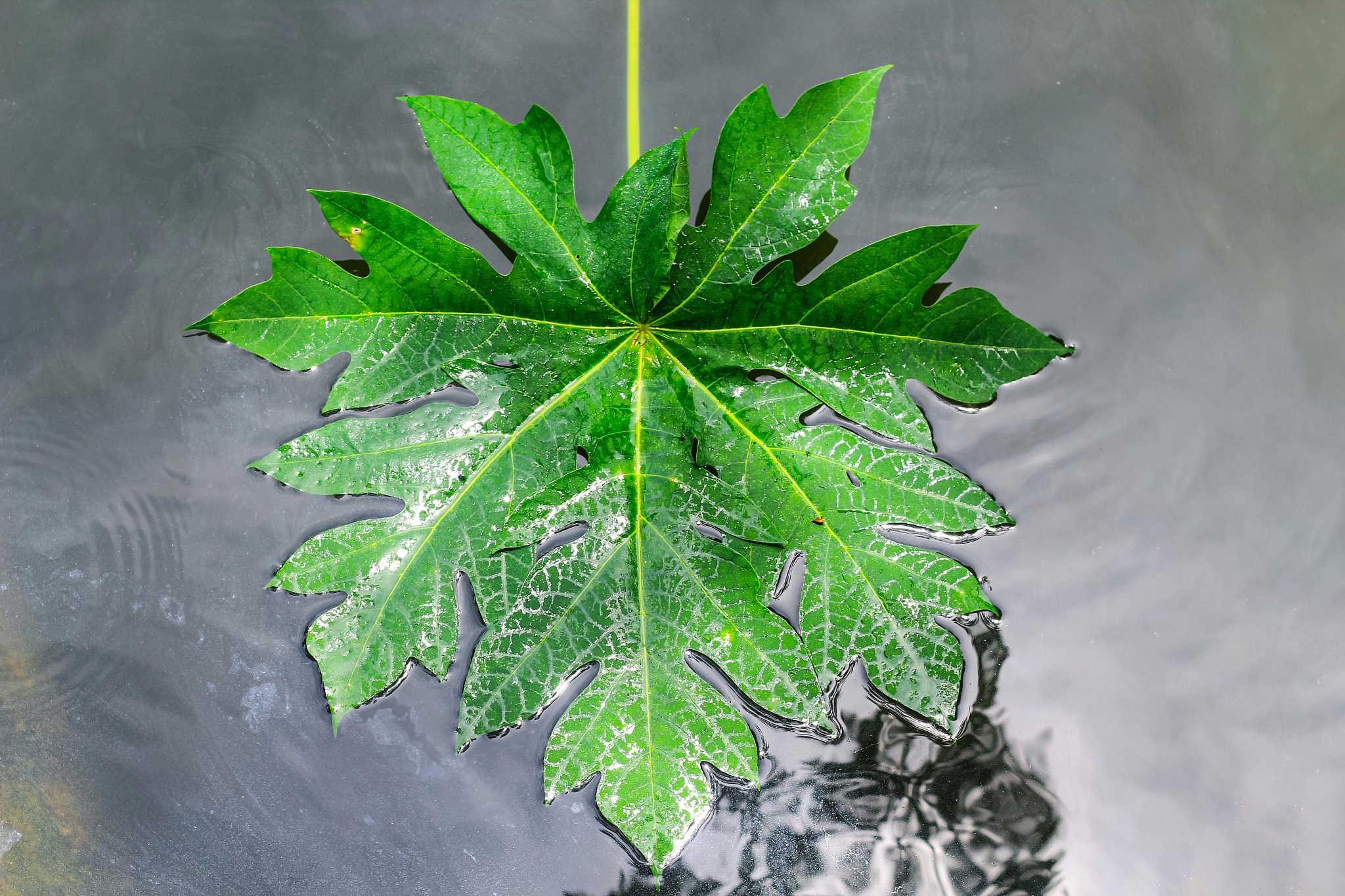 leaf on the water. green leaf over the water for wallpaper.