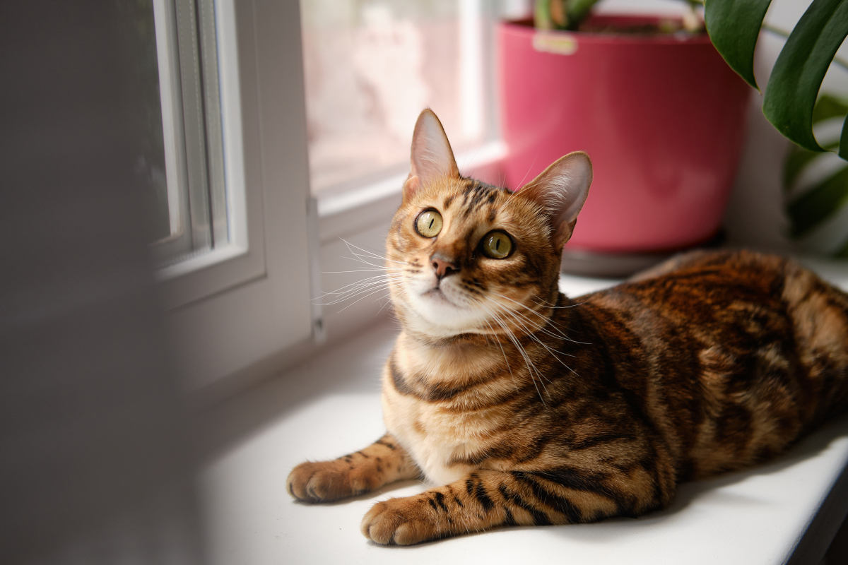 小聪明猫图片