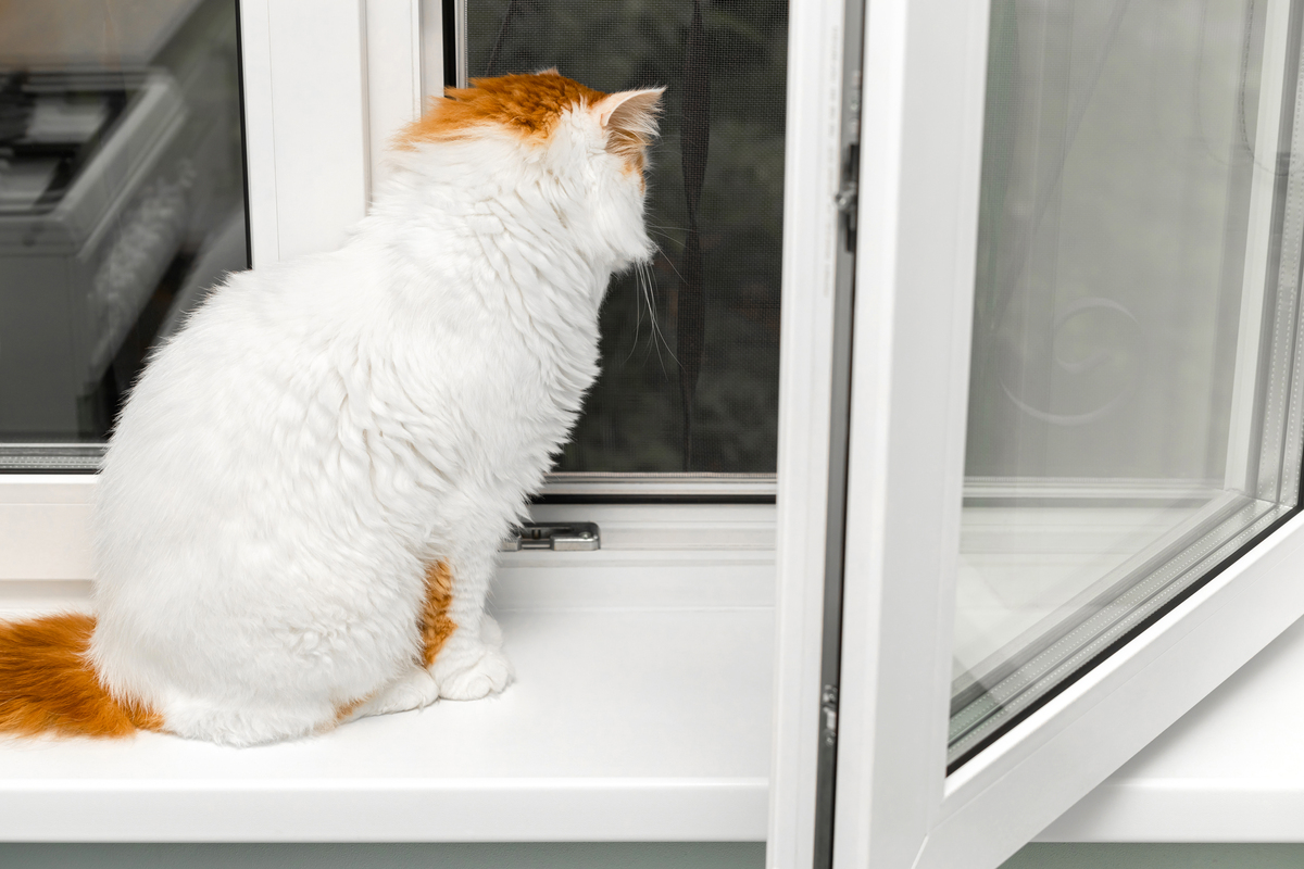 女生回复猫咪很皮天天往窗户上跑我该回什么