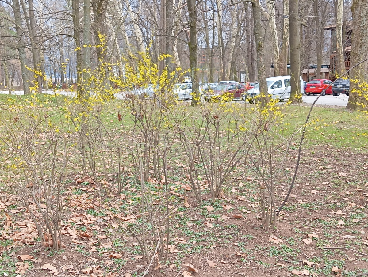 丝棉木是经济作物还是治沙作物