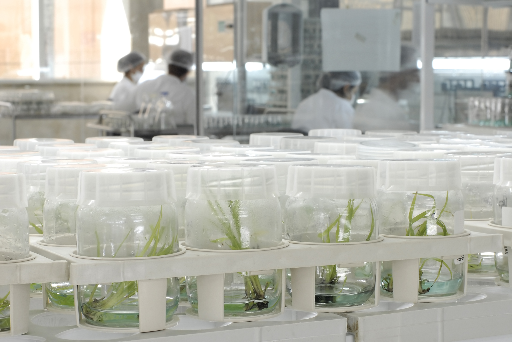 乌梅药用植物组织培养技术详细操作流程：从母液配制到植株移栽