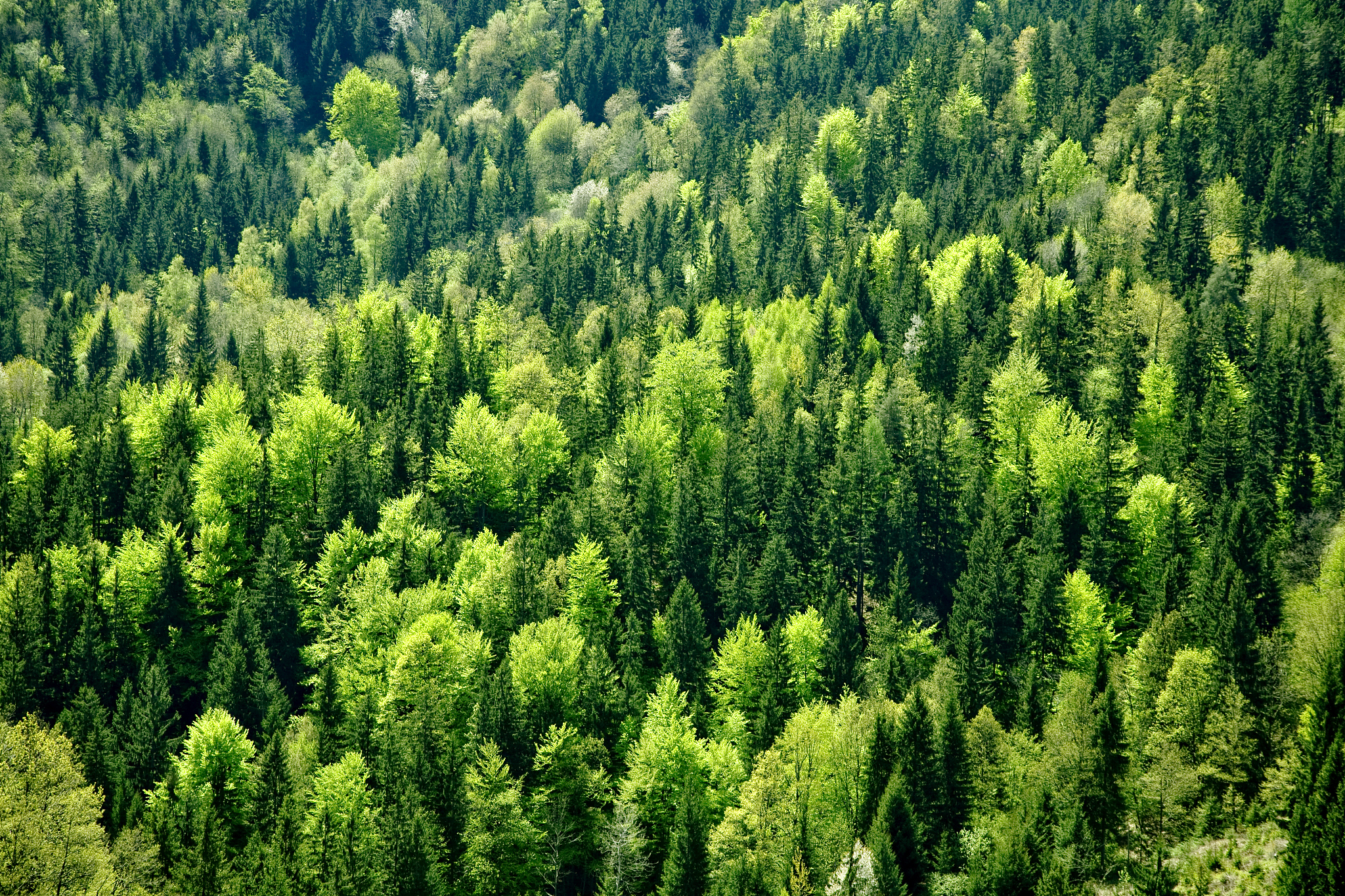 在中国林业的意义价值详细举例并且描述在害虫方面存在的问题也进行例子说明
