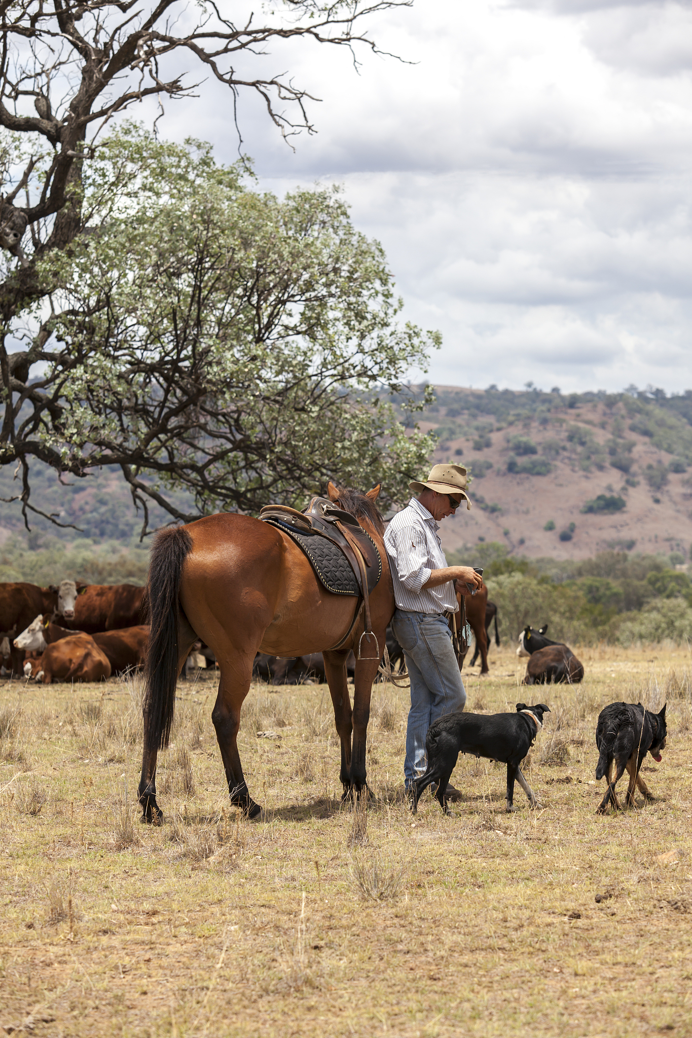 australian stockman with horse and dogs