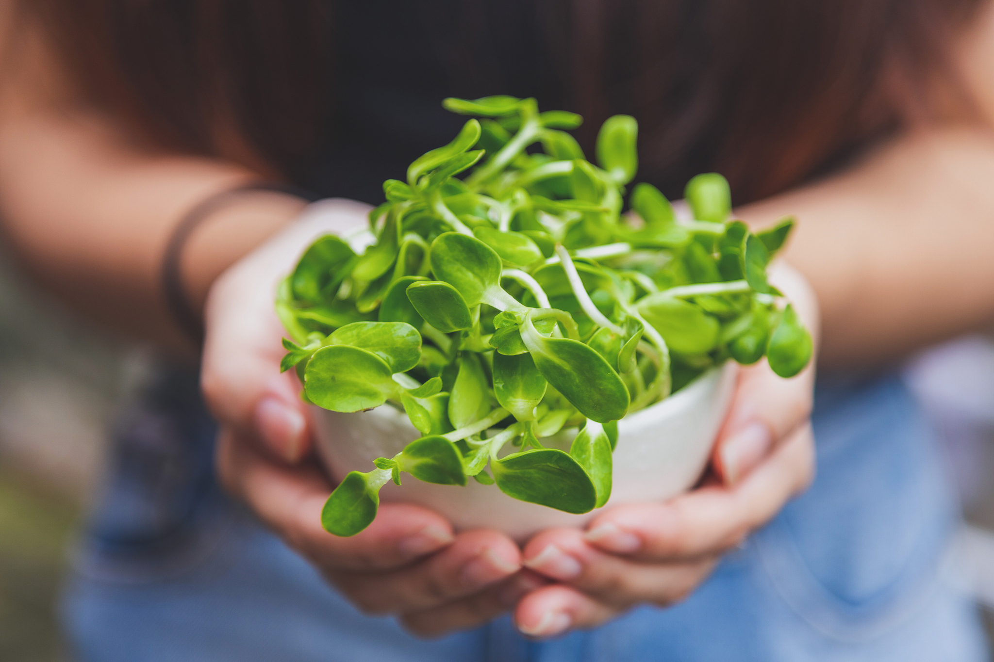close up a cup of organic green sunflower sprout in woman hands,