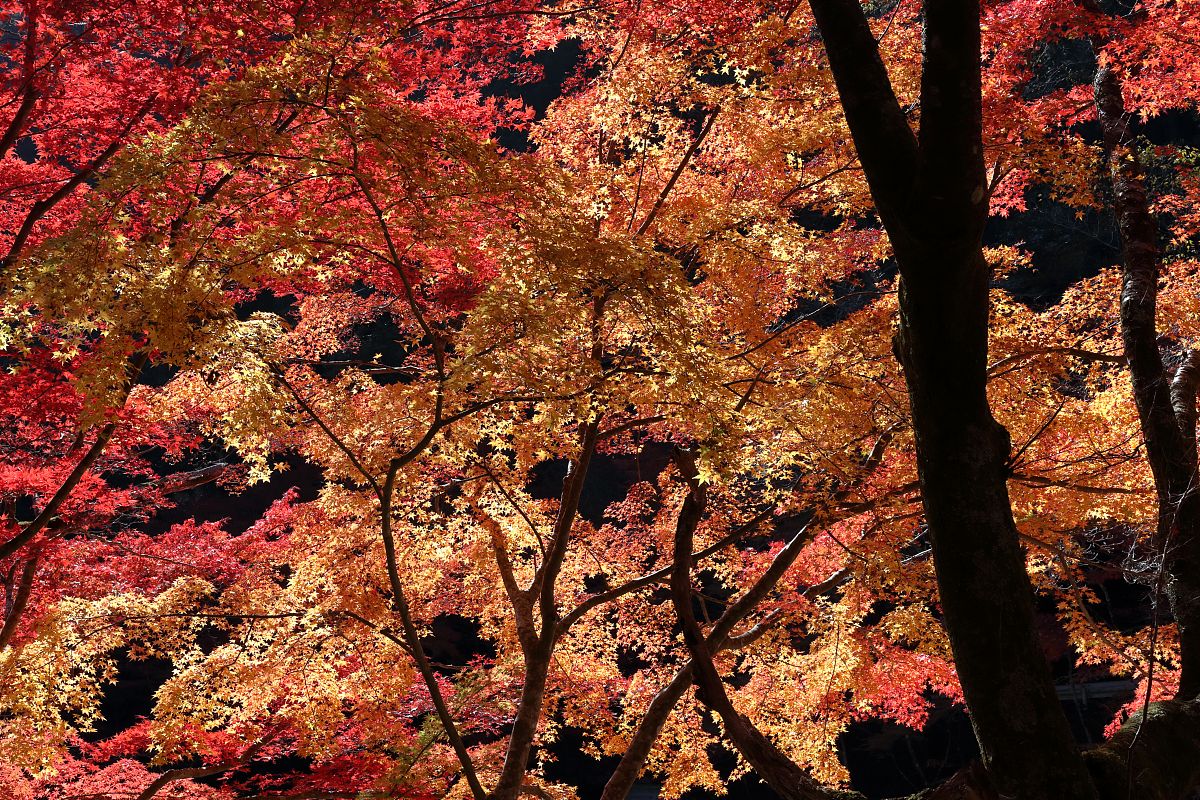 saran nama yg bagus untuk store apk jasa top up