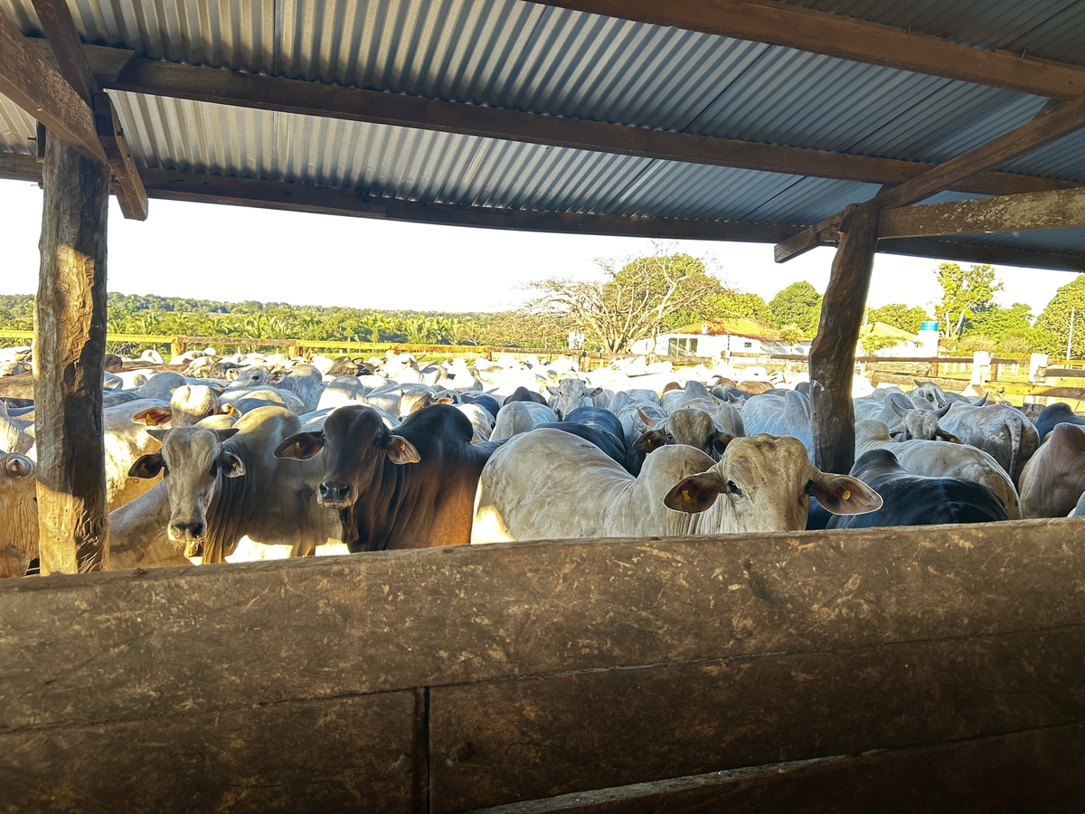 延安市育肥牛养殖品种管理问题及优化建议