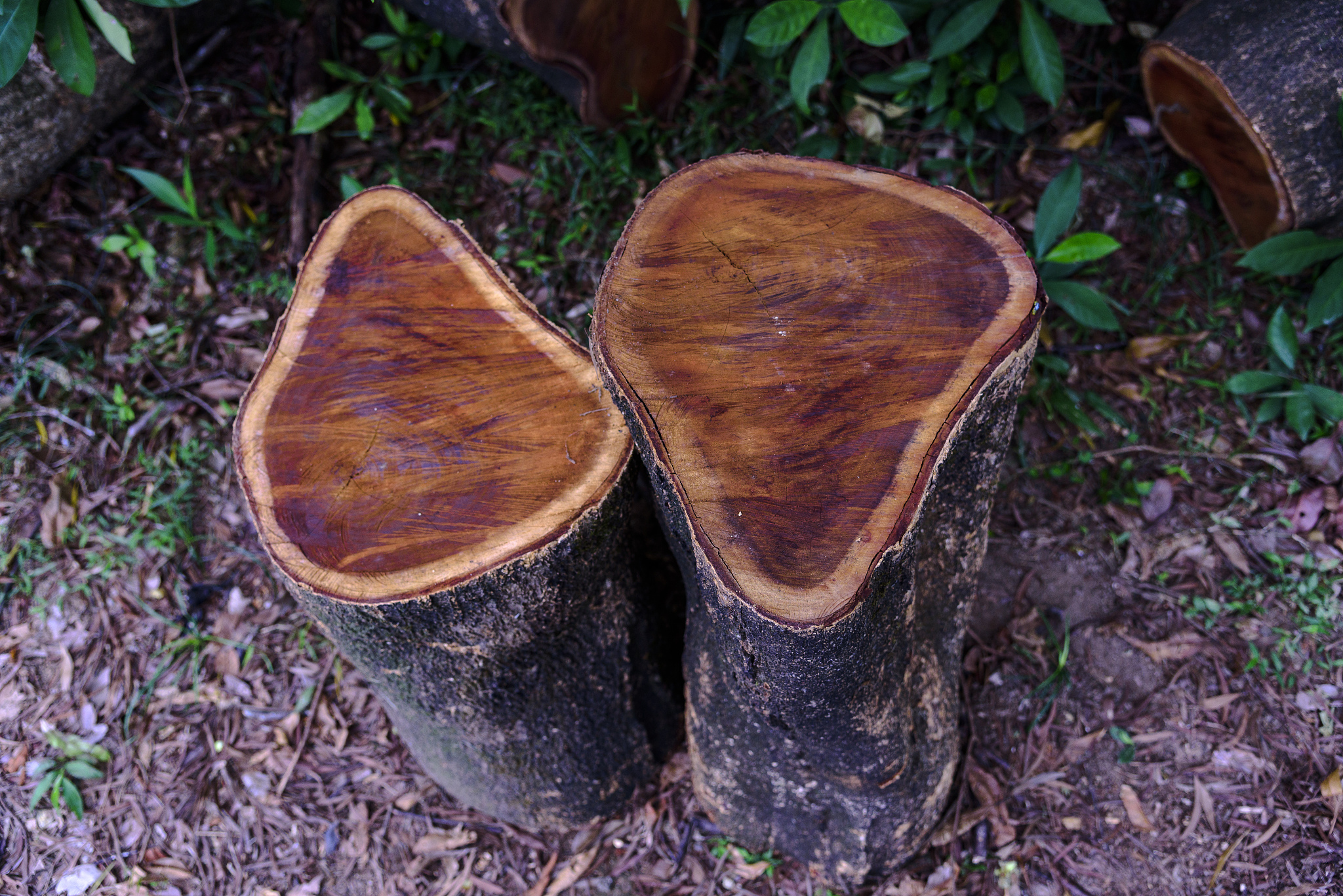贵州职校中药制药技术专业就业前景好不好？好就业吗