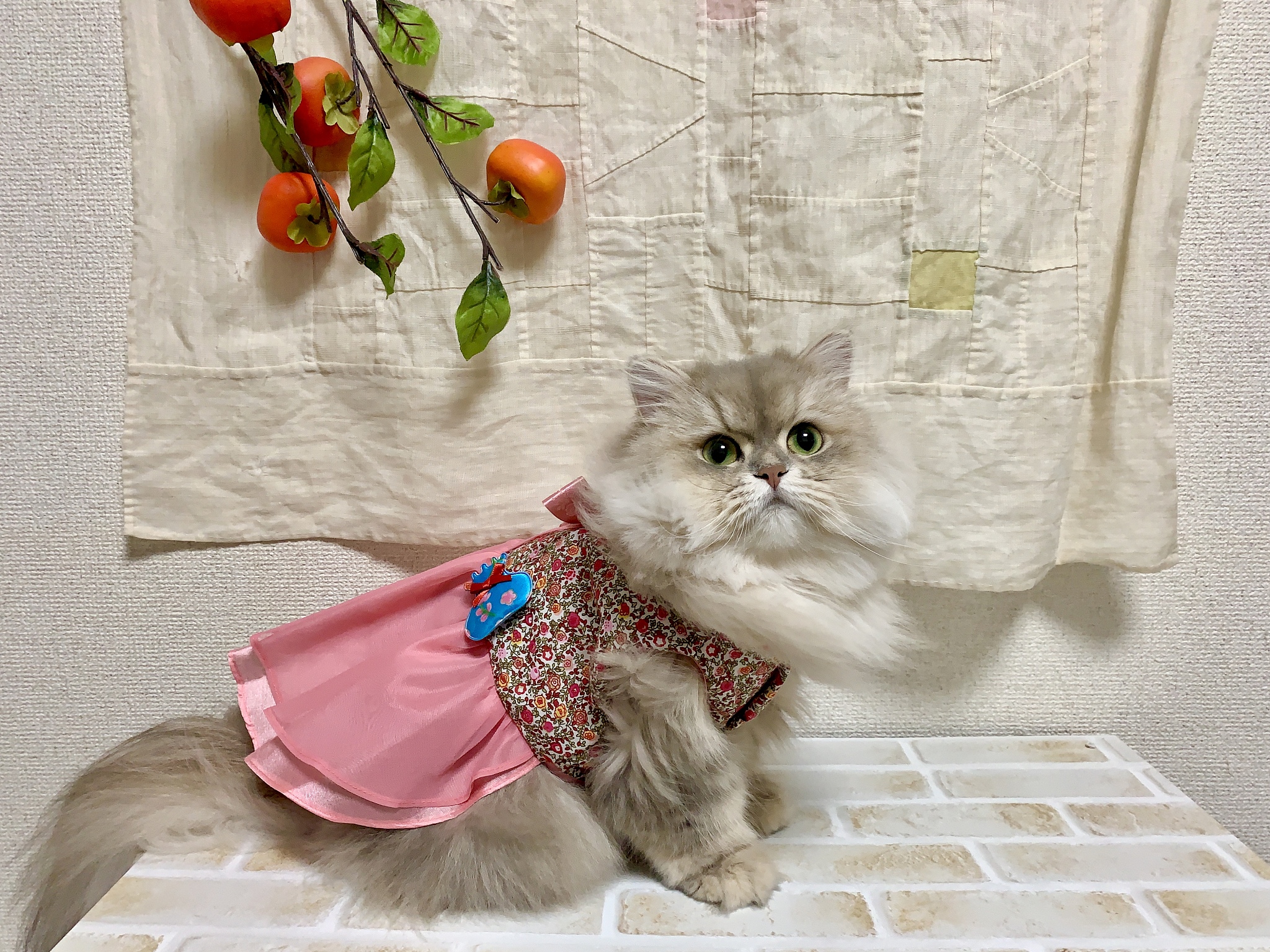 猫咪穿衣逛街爆红小红书！萌宠时尚穿搭，引爆潮流！