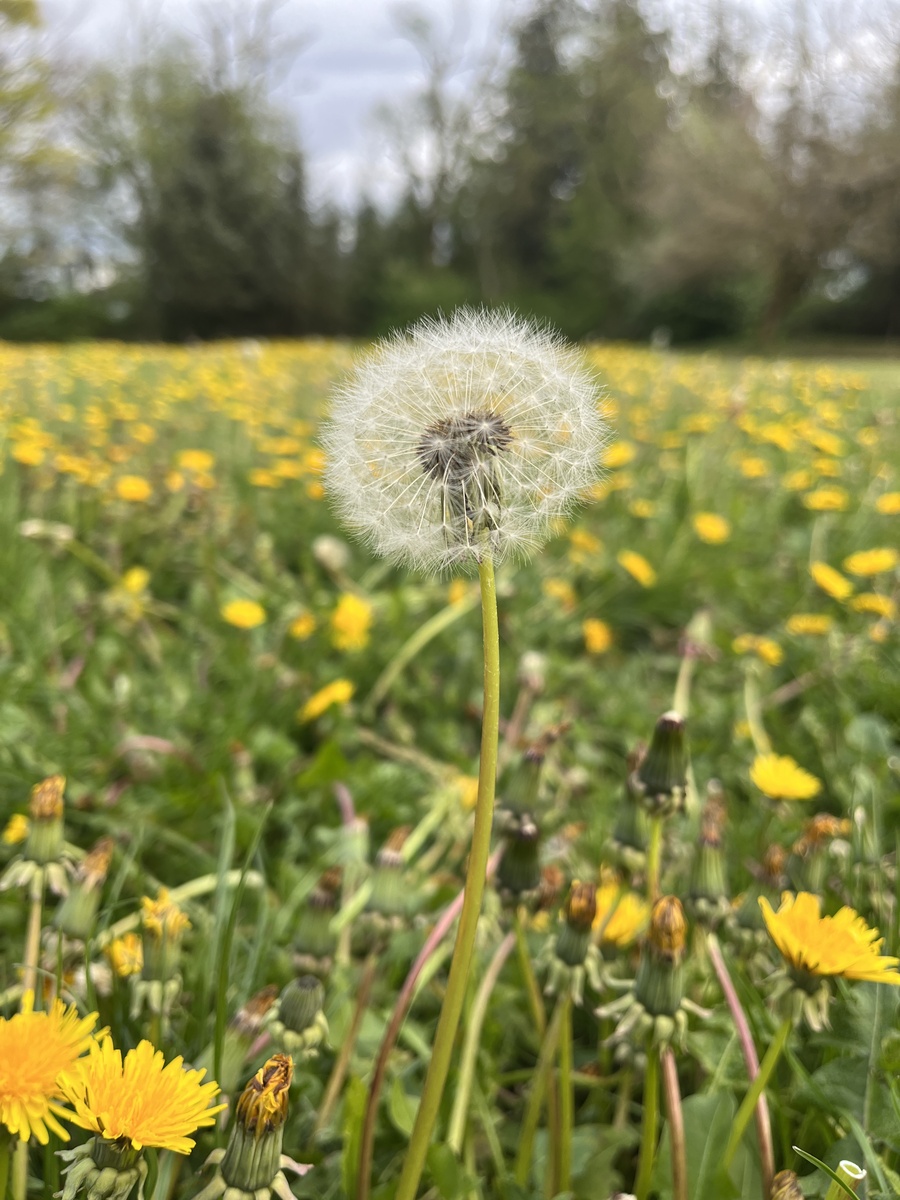 描写蒲公英的句子