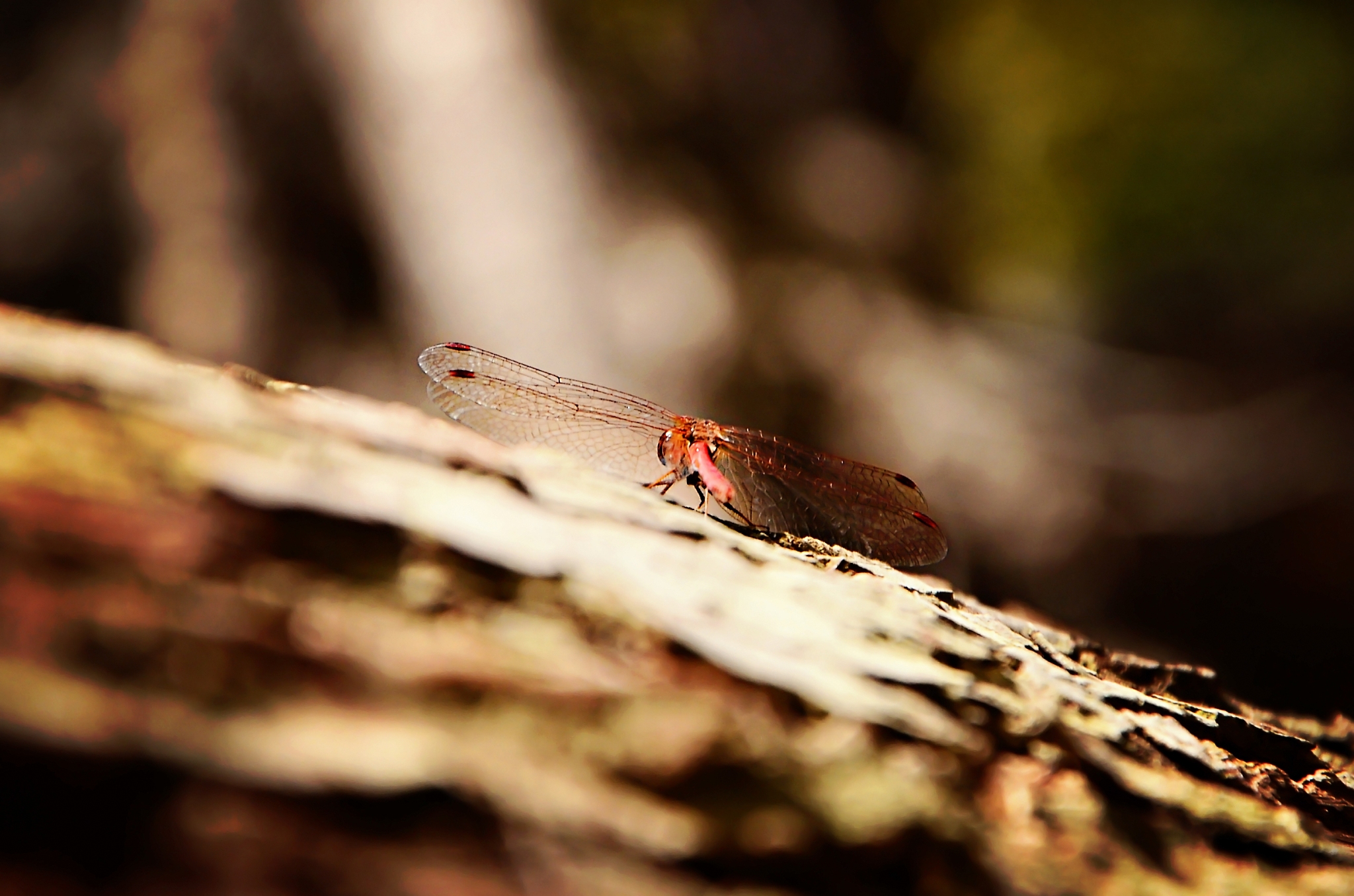 淮安生物工程高等职业学校2023年招生计划：招生人数、专业及报考指南