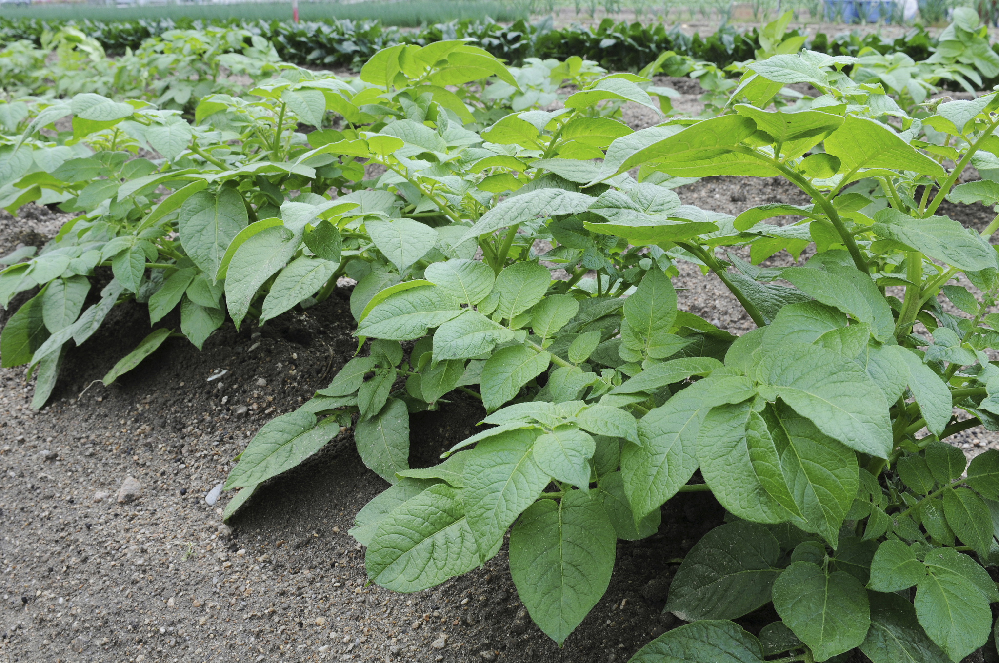 potato farm, hyogo prefecture, honshu, japan