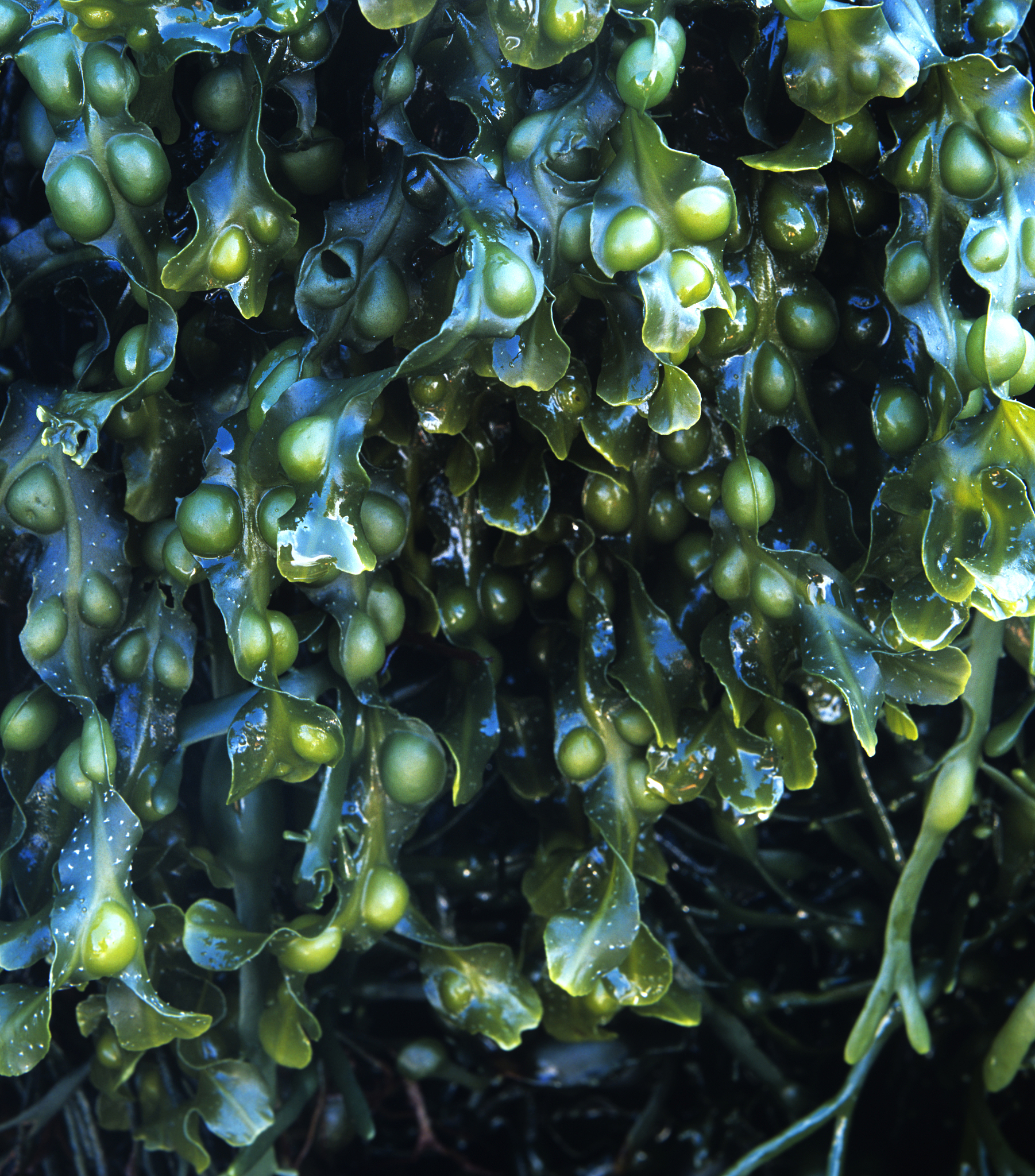 bladder wrack seaweed fucus vesiculosus