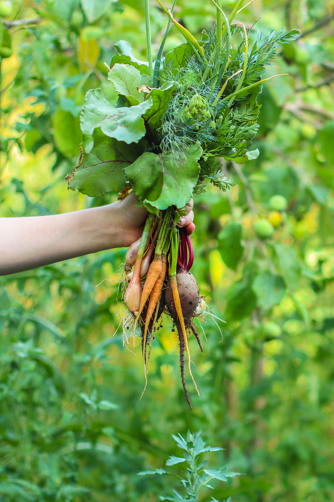 harvest vegetables (beets, carrots, onions, dill, garlic and mor
