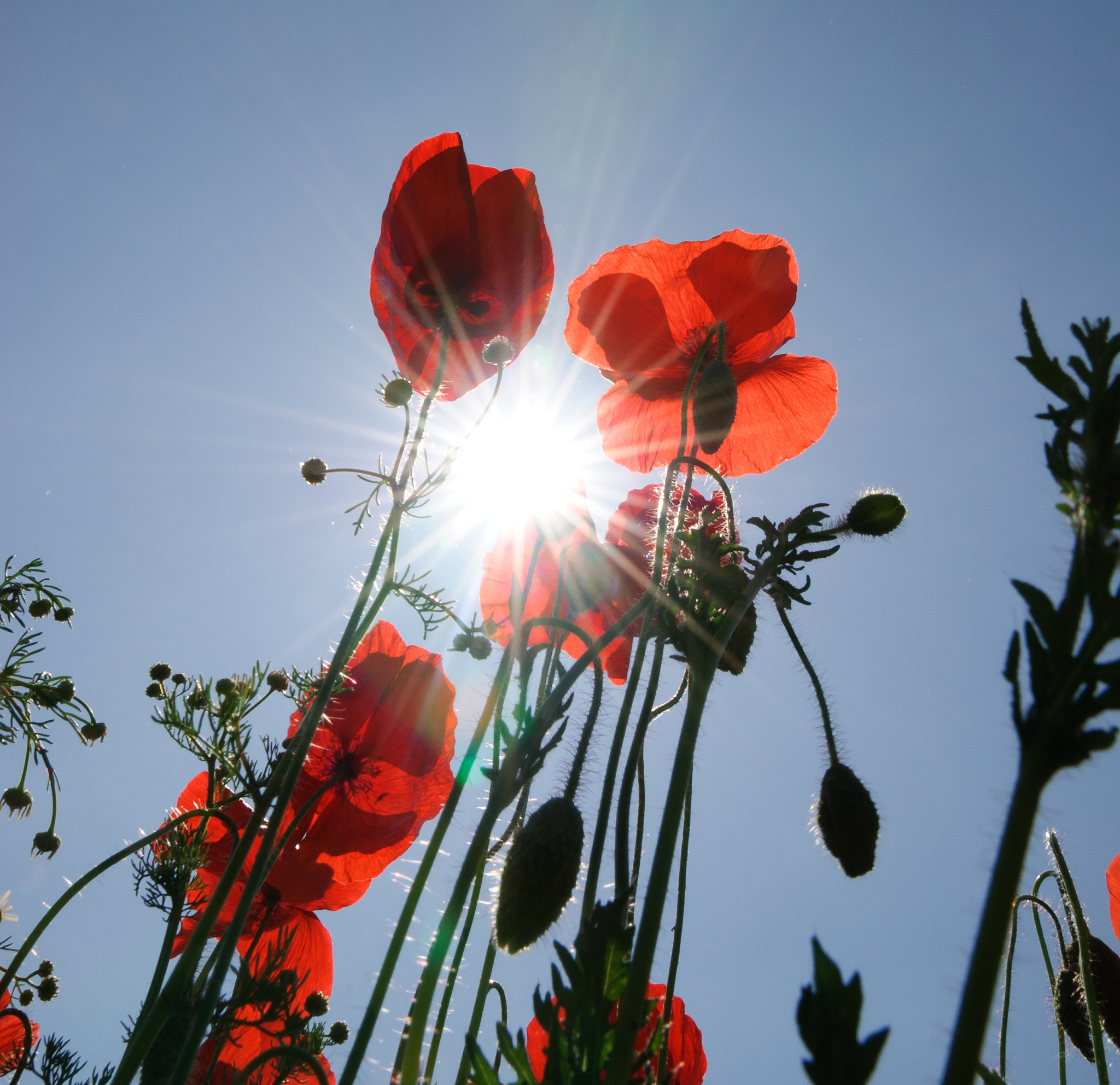 人无千日好花无百日红是什么意思