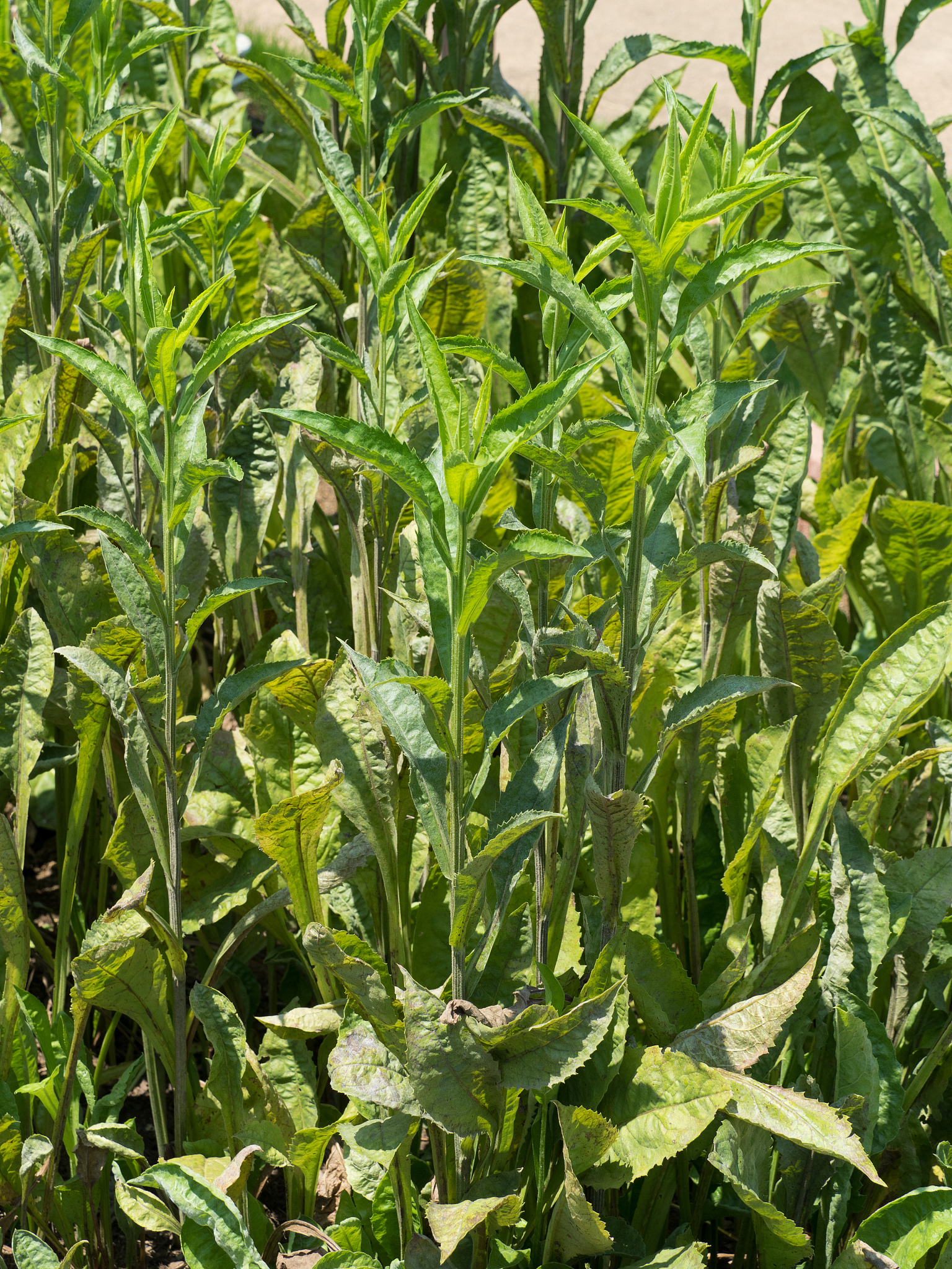 湖南药学五年制大专学校推荐：学药学，选哪所高校？