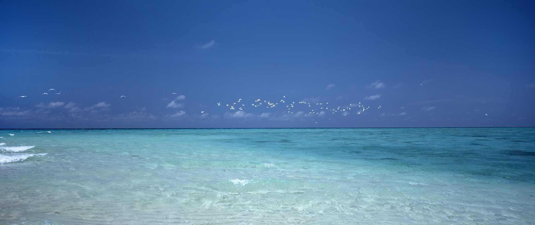 upolu cay, north queensland-australia.