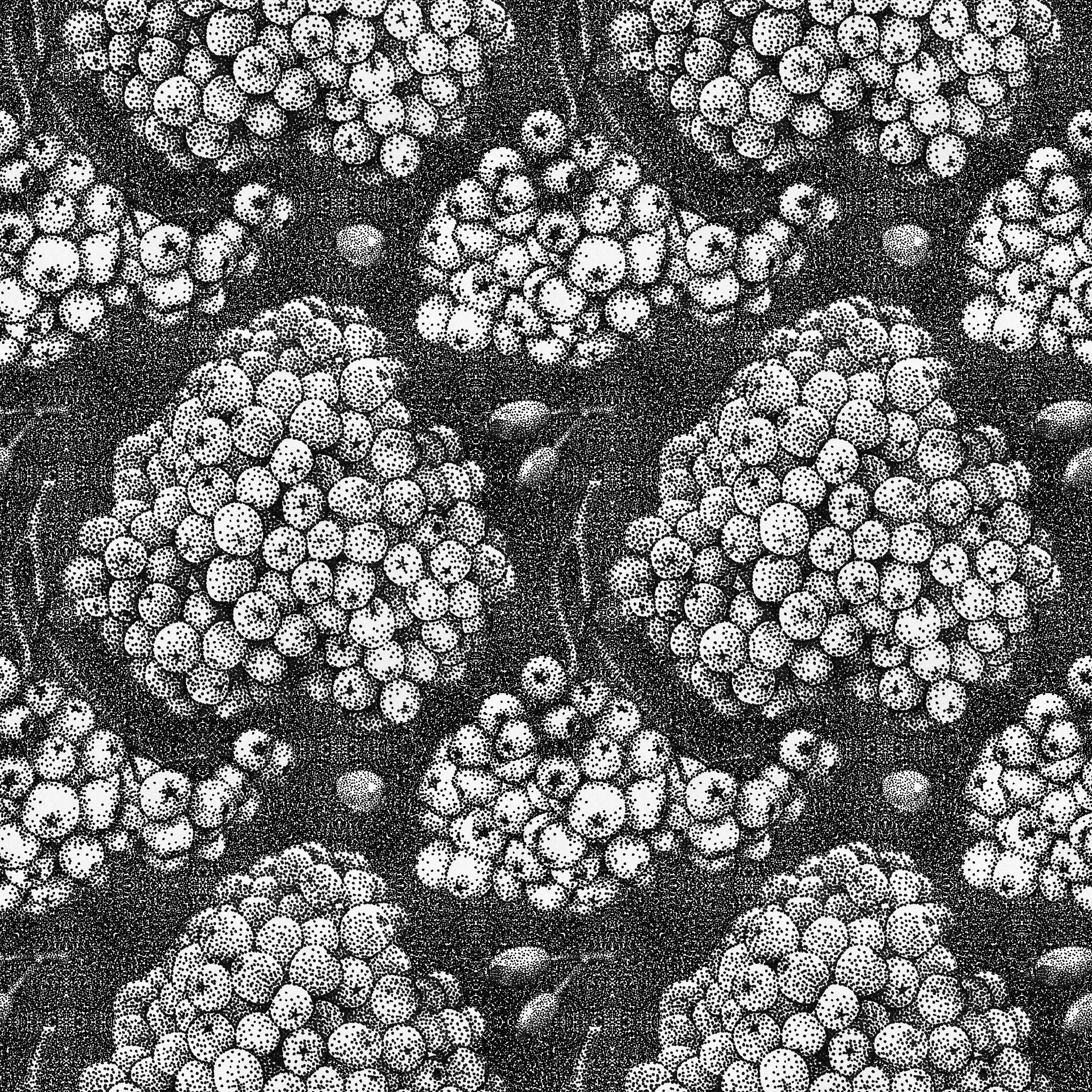 热杀索丝菌 (Brochothrix thermosphacta) - 肉类食品中的重要细菌