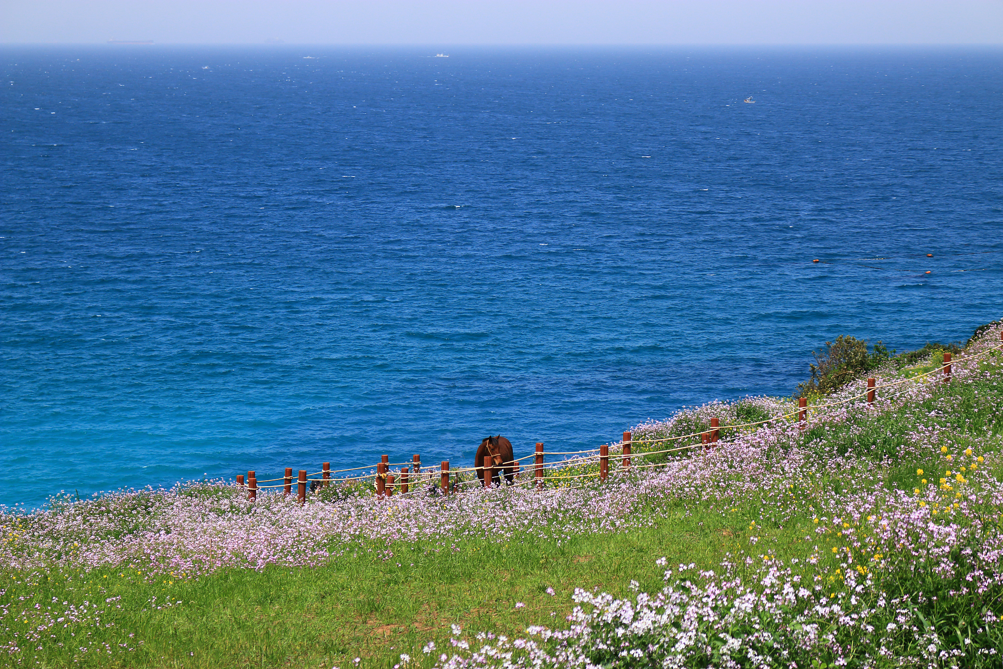 hamdeok beach, west wu bong, wildflower, flower, beach,