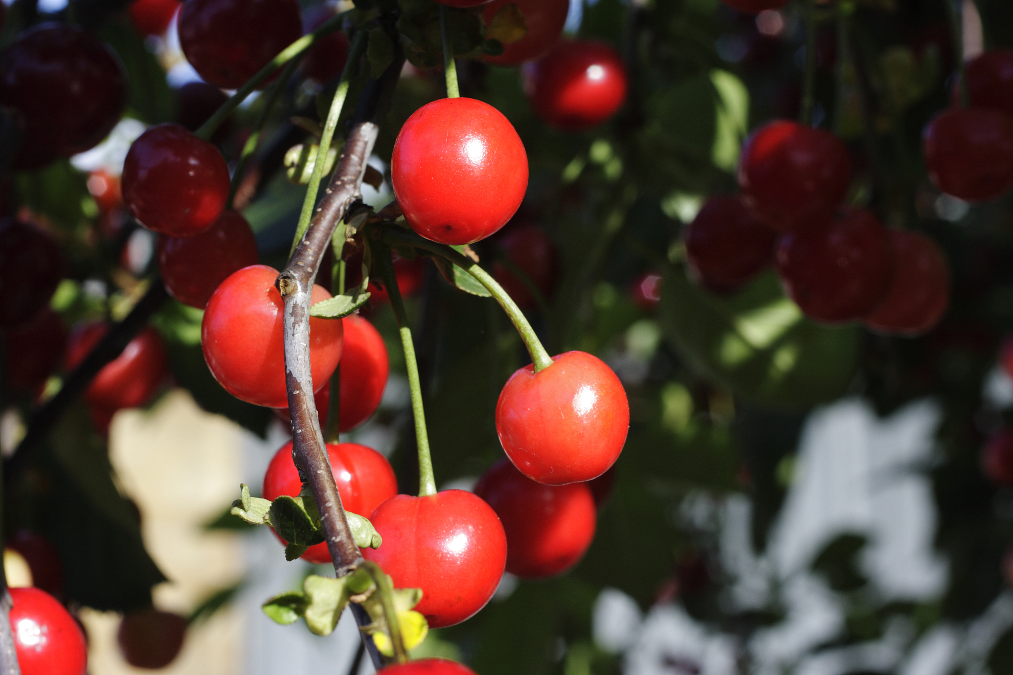 red cherries close up ripening on tree prunus