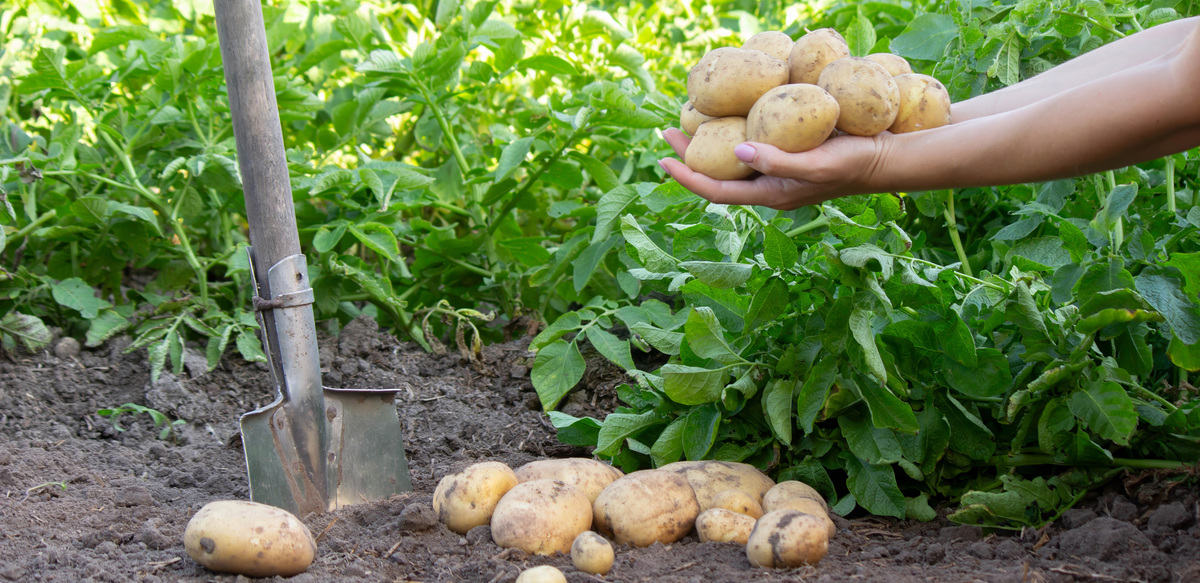 马铃薯品种退化原因及防治措施