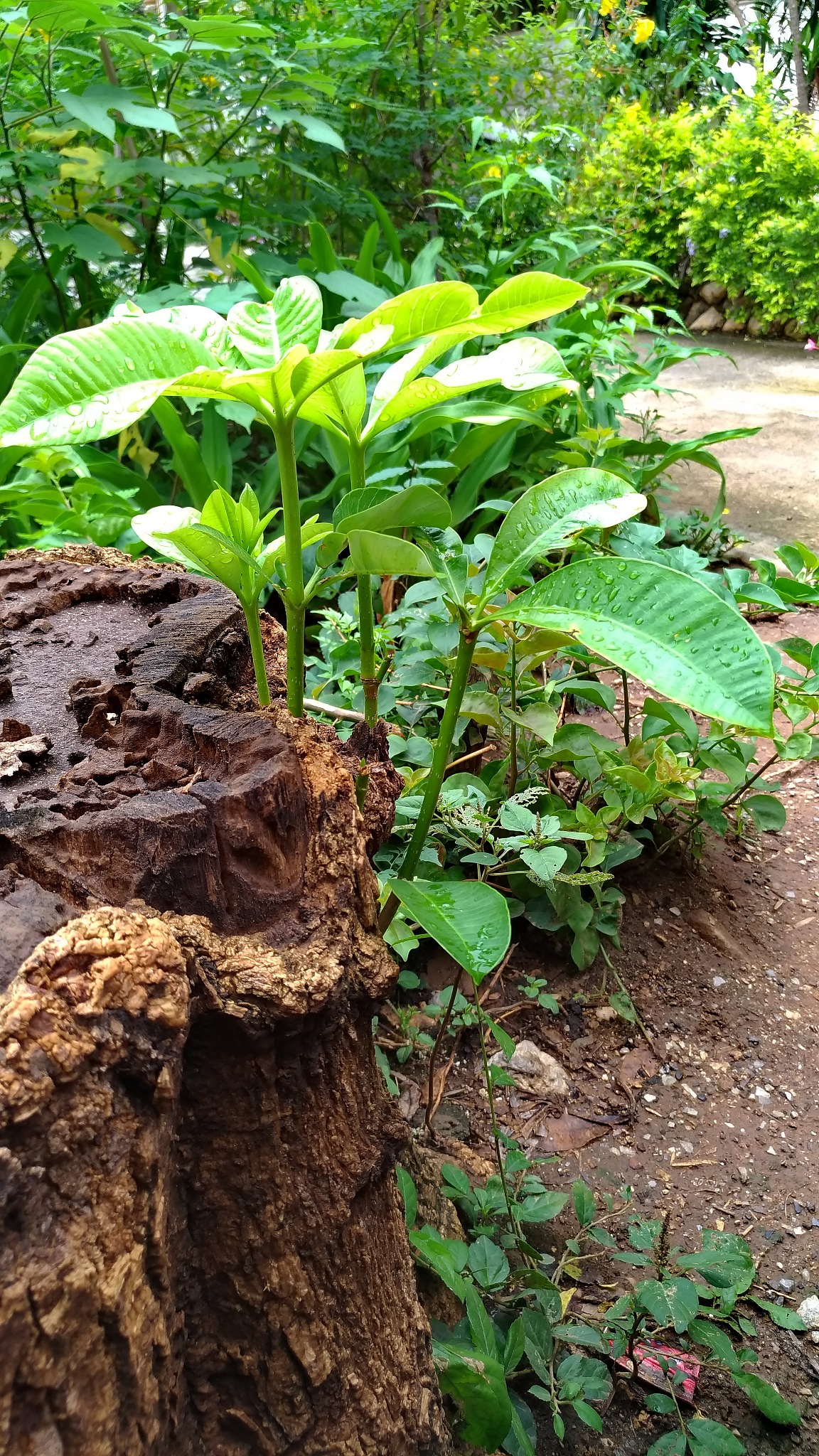 top with leaves alstonia scholaris.