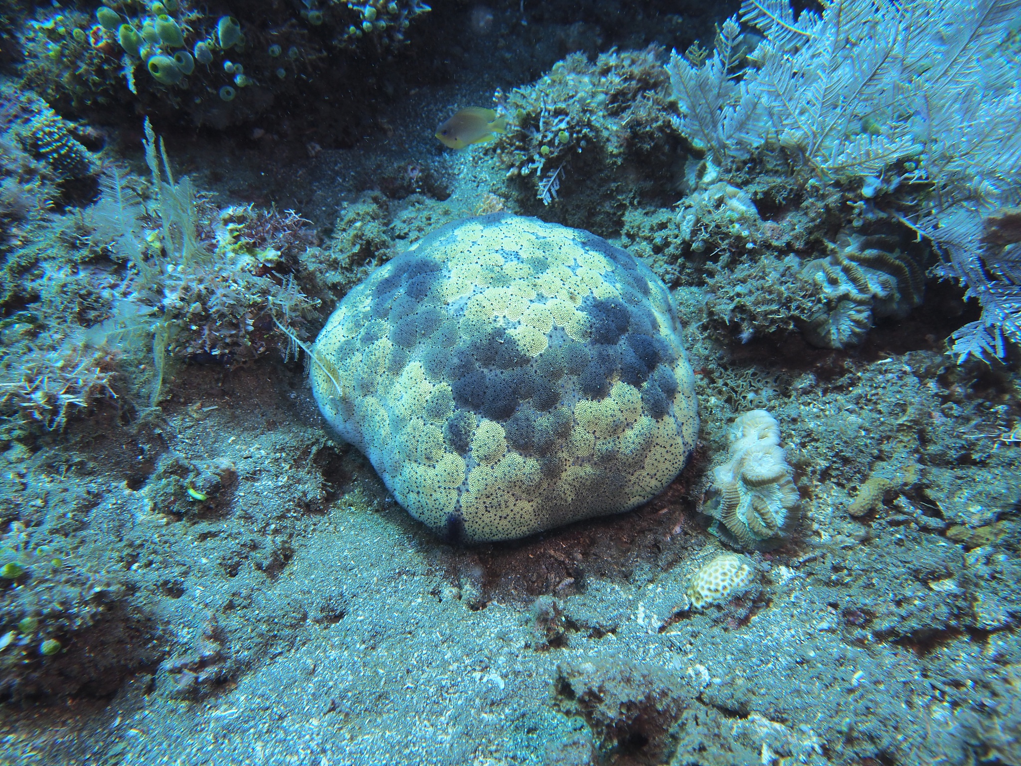 海星的多少对潮流大小有没有影响？