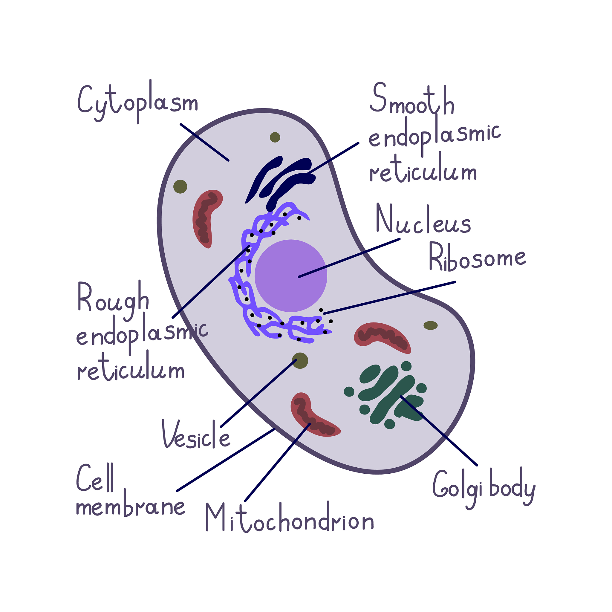 猫瘟病毒 (Feline panleukopenia virus) 的结构蛋白和非结构蛋白