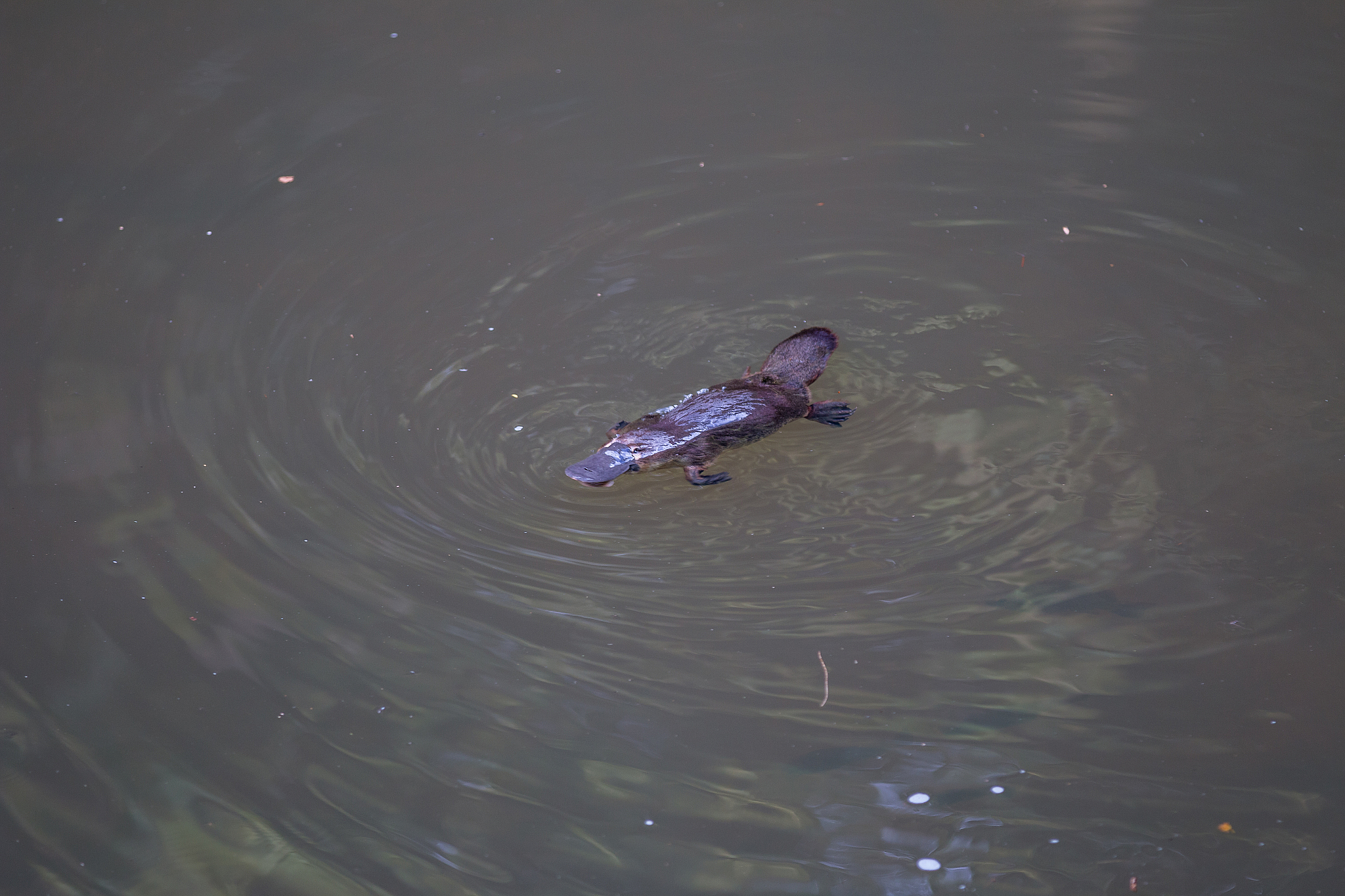 鸭嘴兽：进化奇迹，奇特生物大揭秘！