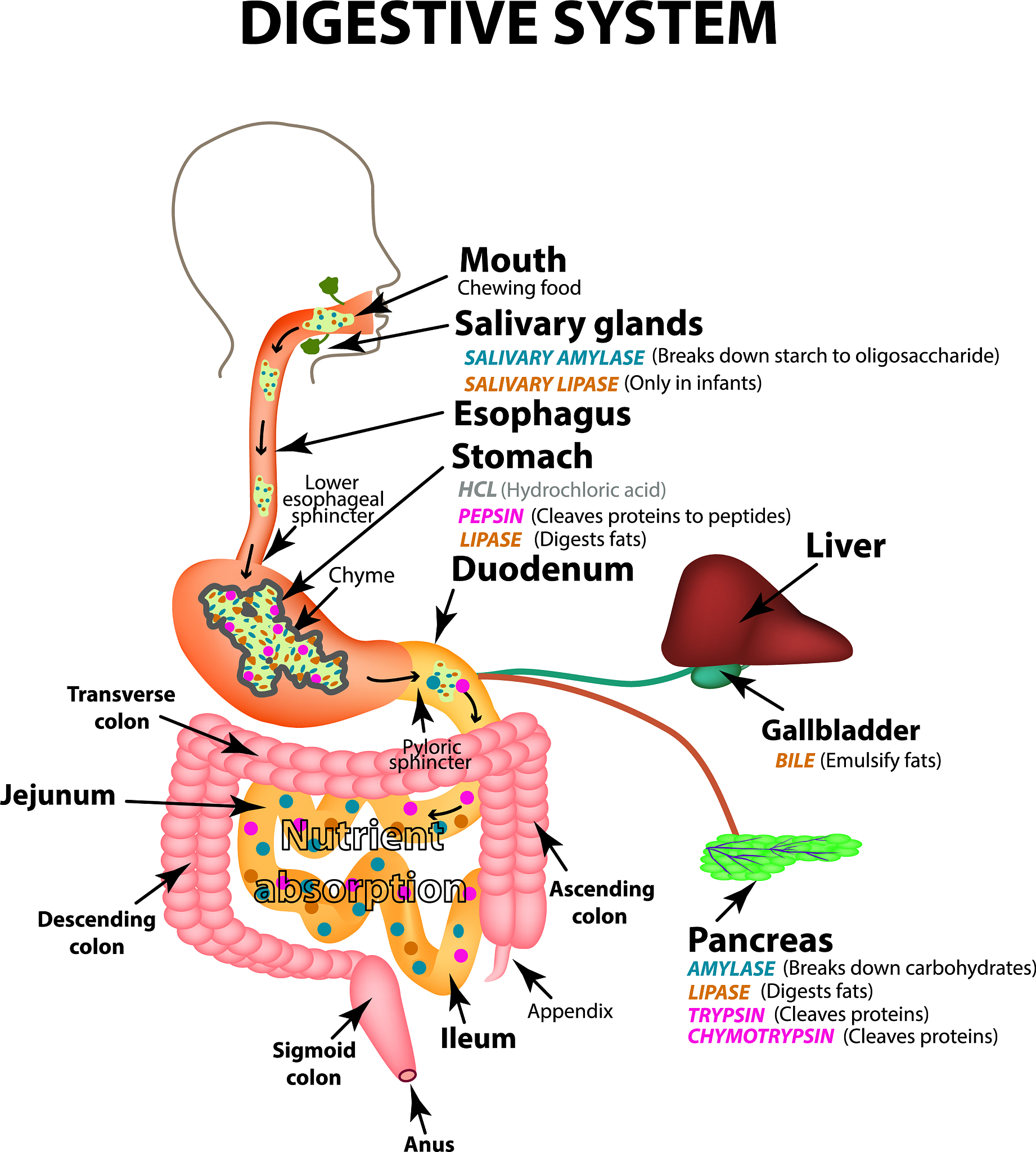 苯丙氨酸解氨酶:发现历史与研究进展