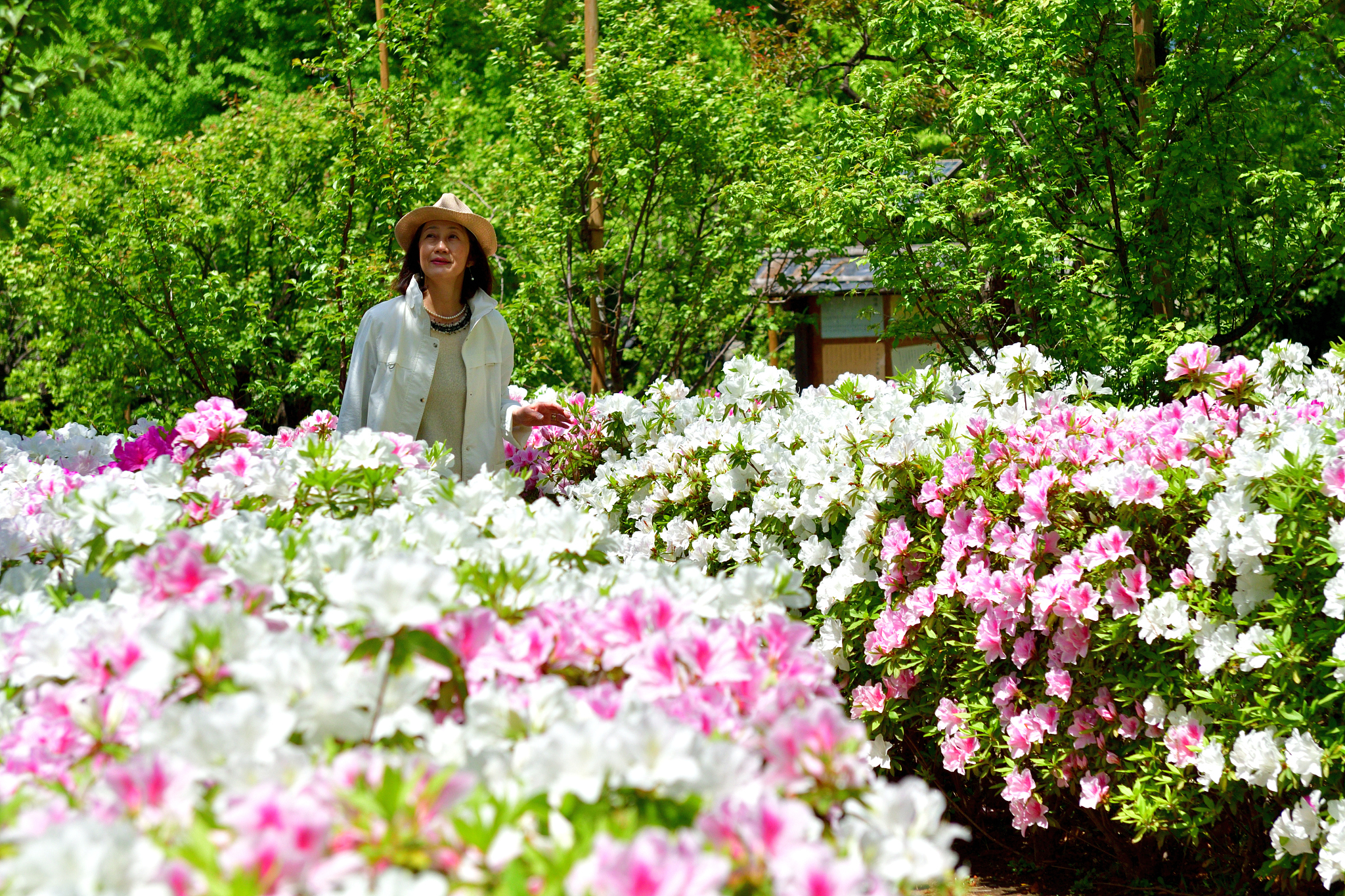 japanese woman walking in park with azalea flowers in full bloom