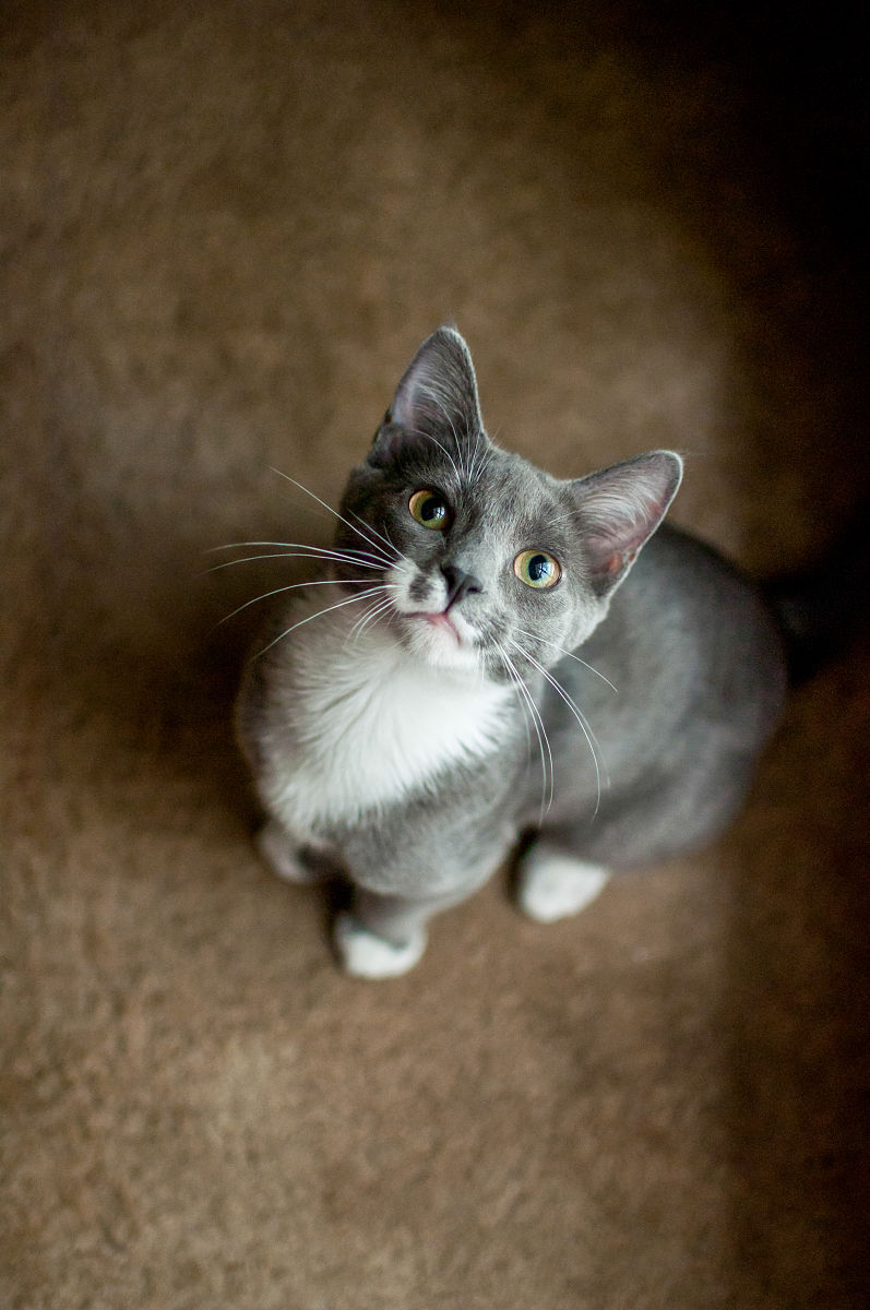 德文卷毛猫在幼猫的时候头顶上长一颗颗硬的凸起那个是什么东西？