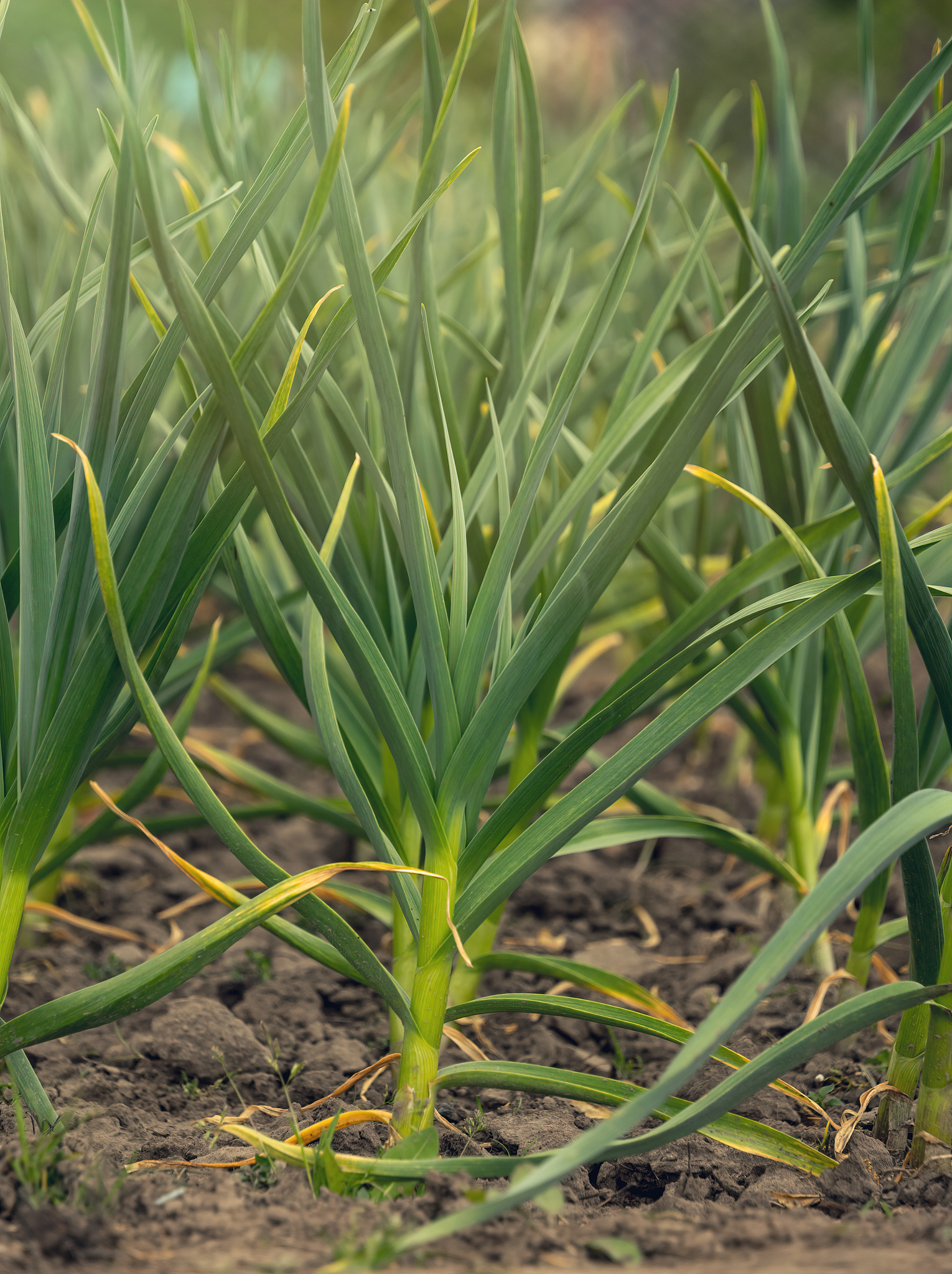 fresh green sprout of garlic and onions on a garden bed. organic