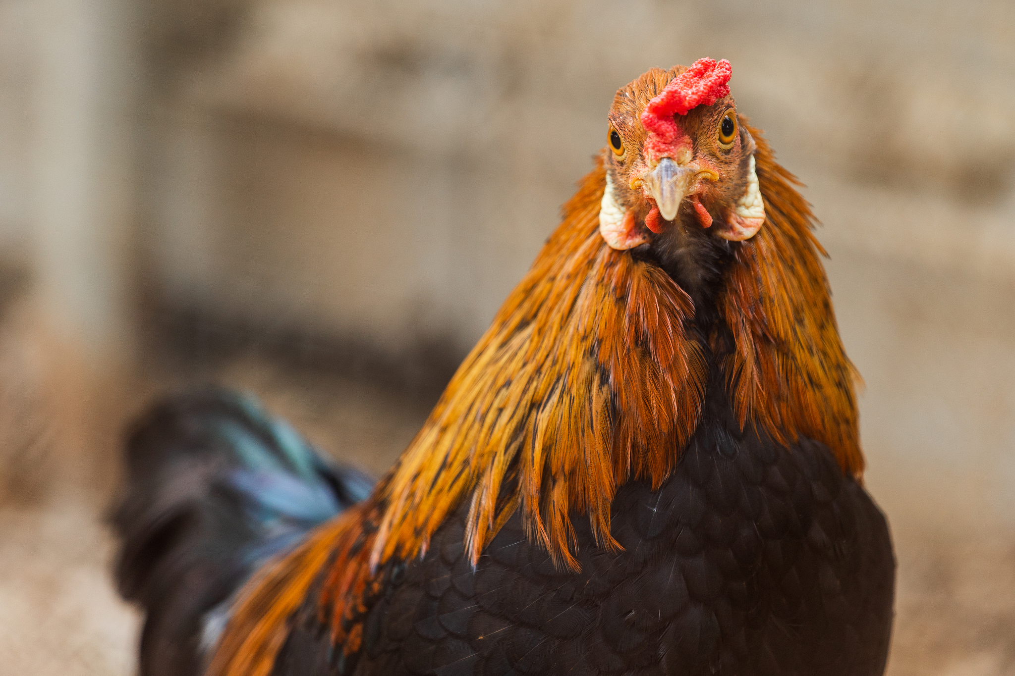 chicken resting in a farm