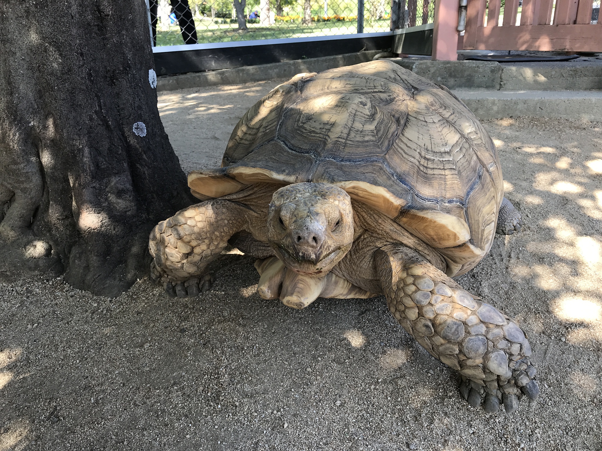 turtle