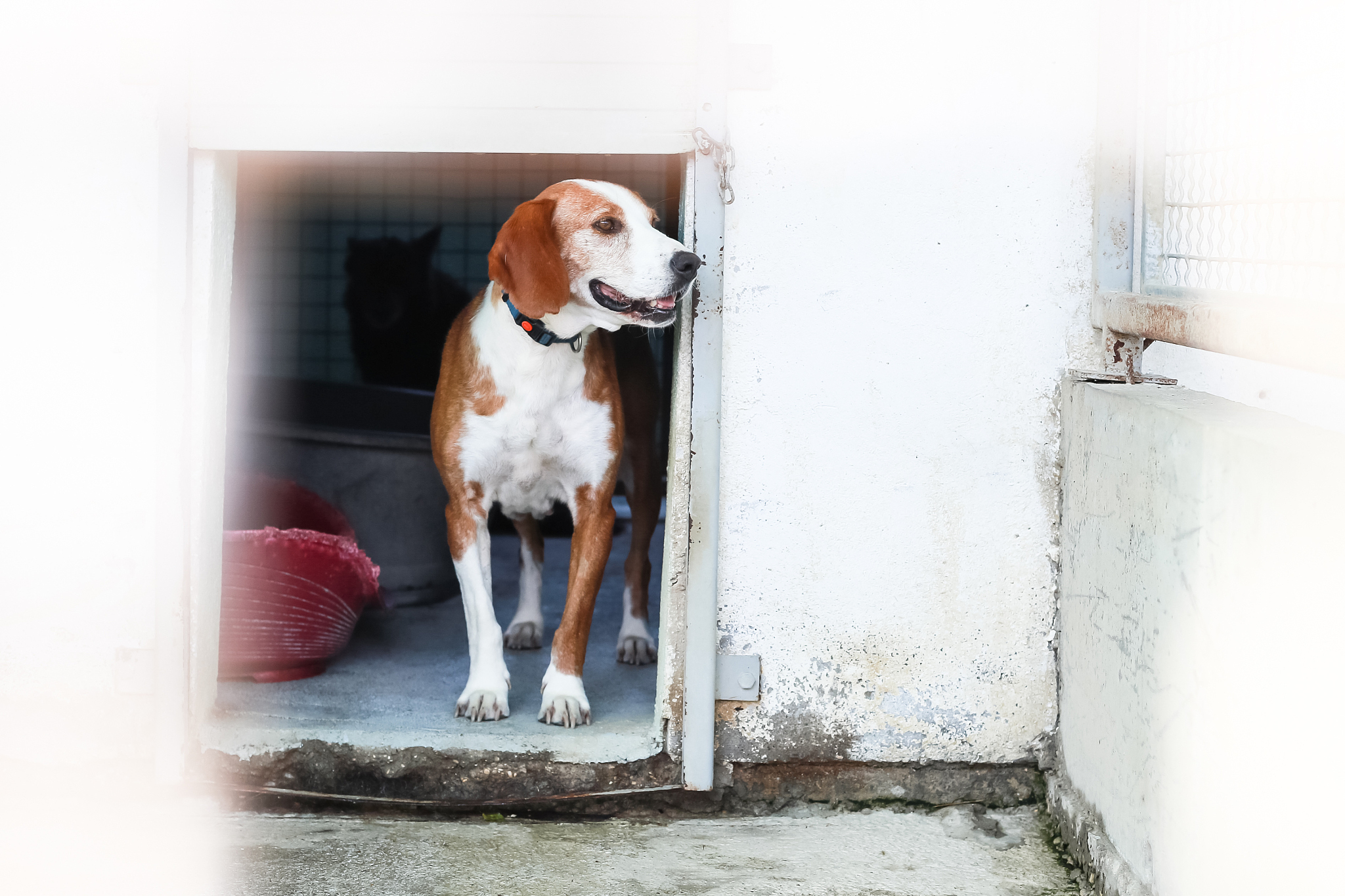Java 强制类型转换示例：Animal 到 Dog