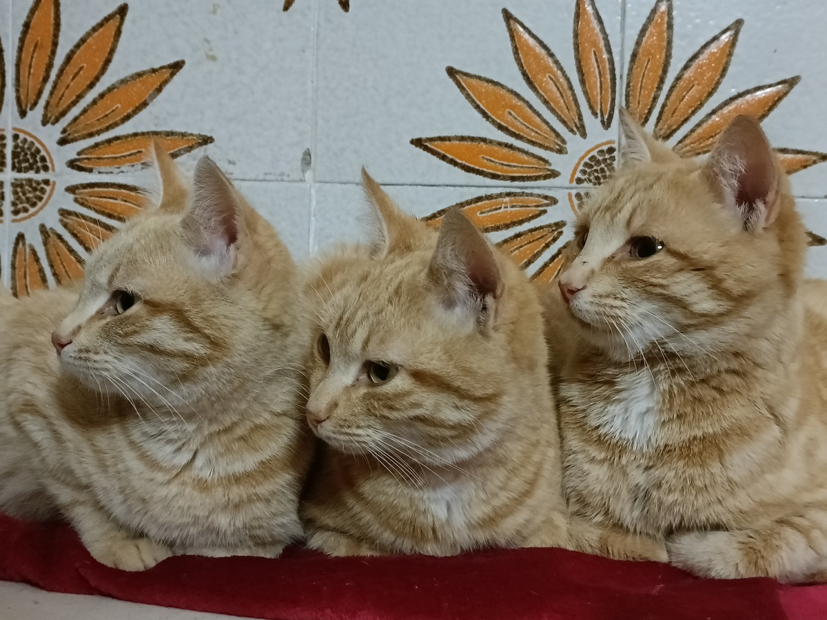 扮演一名宠物大人写篇对于不亲人的猫咪应该选择适当的时机才能吸猫成功自媒体爆文字数不少于800字需要有互动语句并重新起个爆文标题