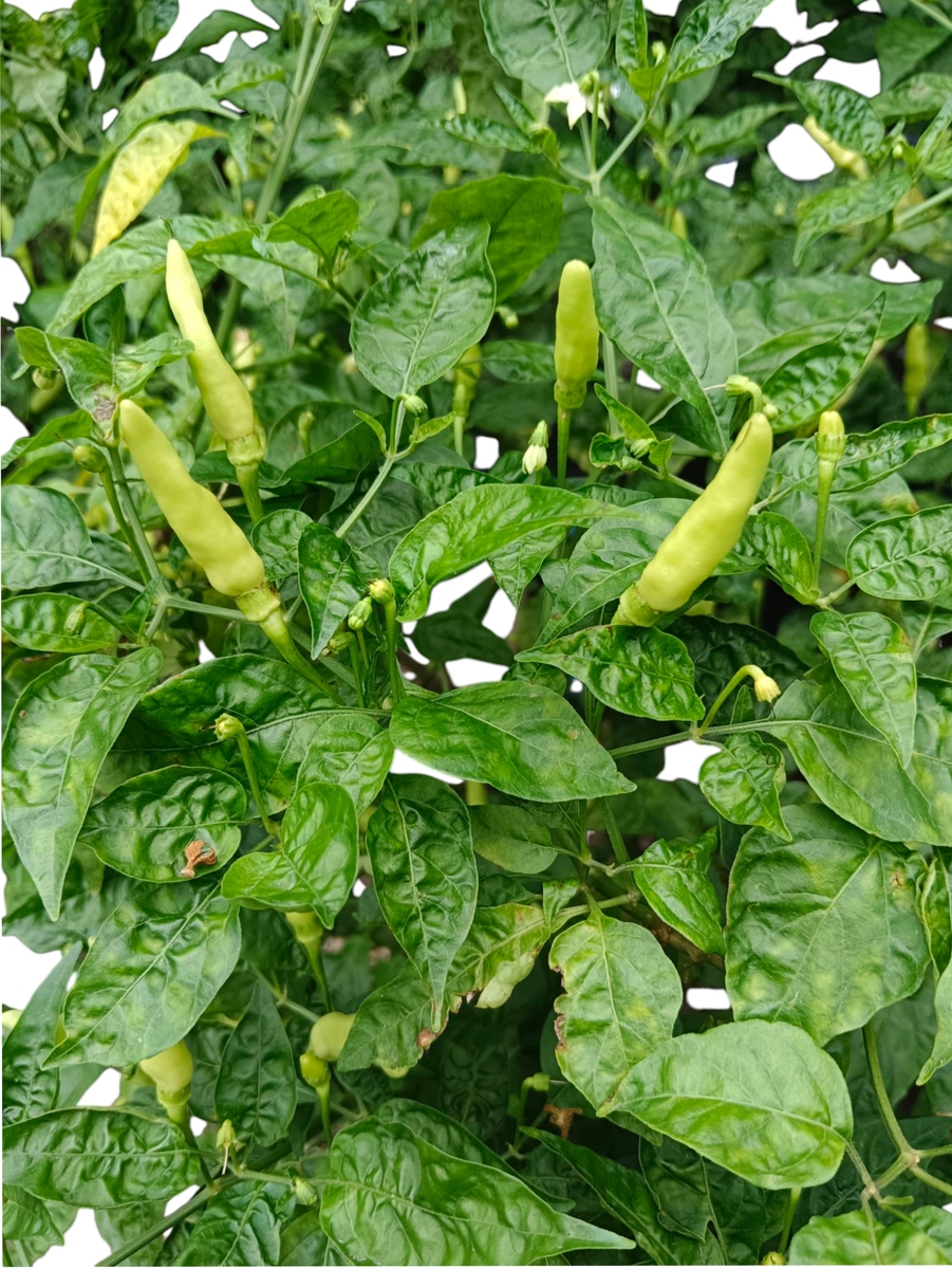 新疆辣椒的生长高度