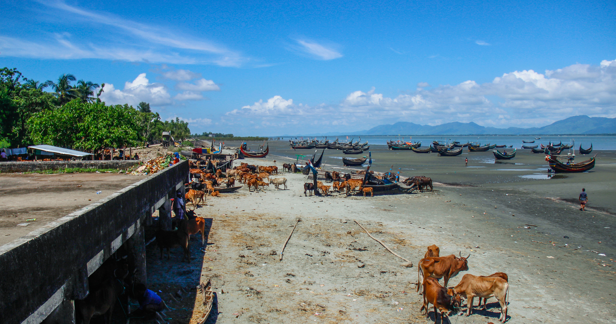 cows standing on sand at beach