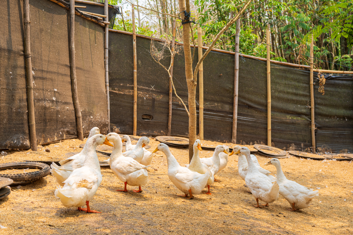 英山村特色产业：100亩秋月梨、30亩鱼塘、养鸭大棚、羊角蜜甜瓜